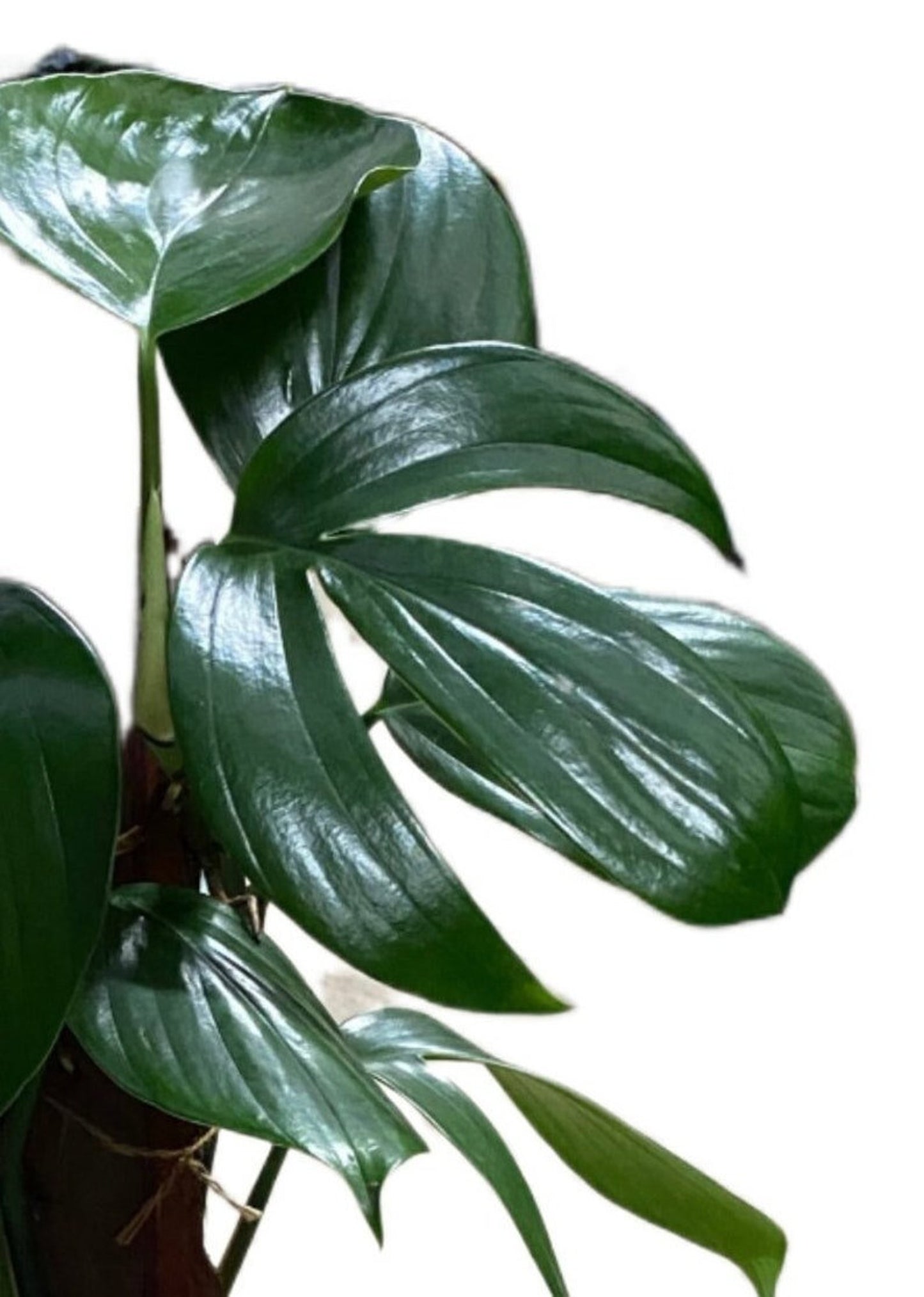 Dragon Tail Pothos 🌿 | Rare Tropical Vine | Fast Growing Indoor Plant | Easy Care Jungle Vibes