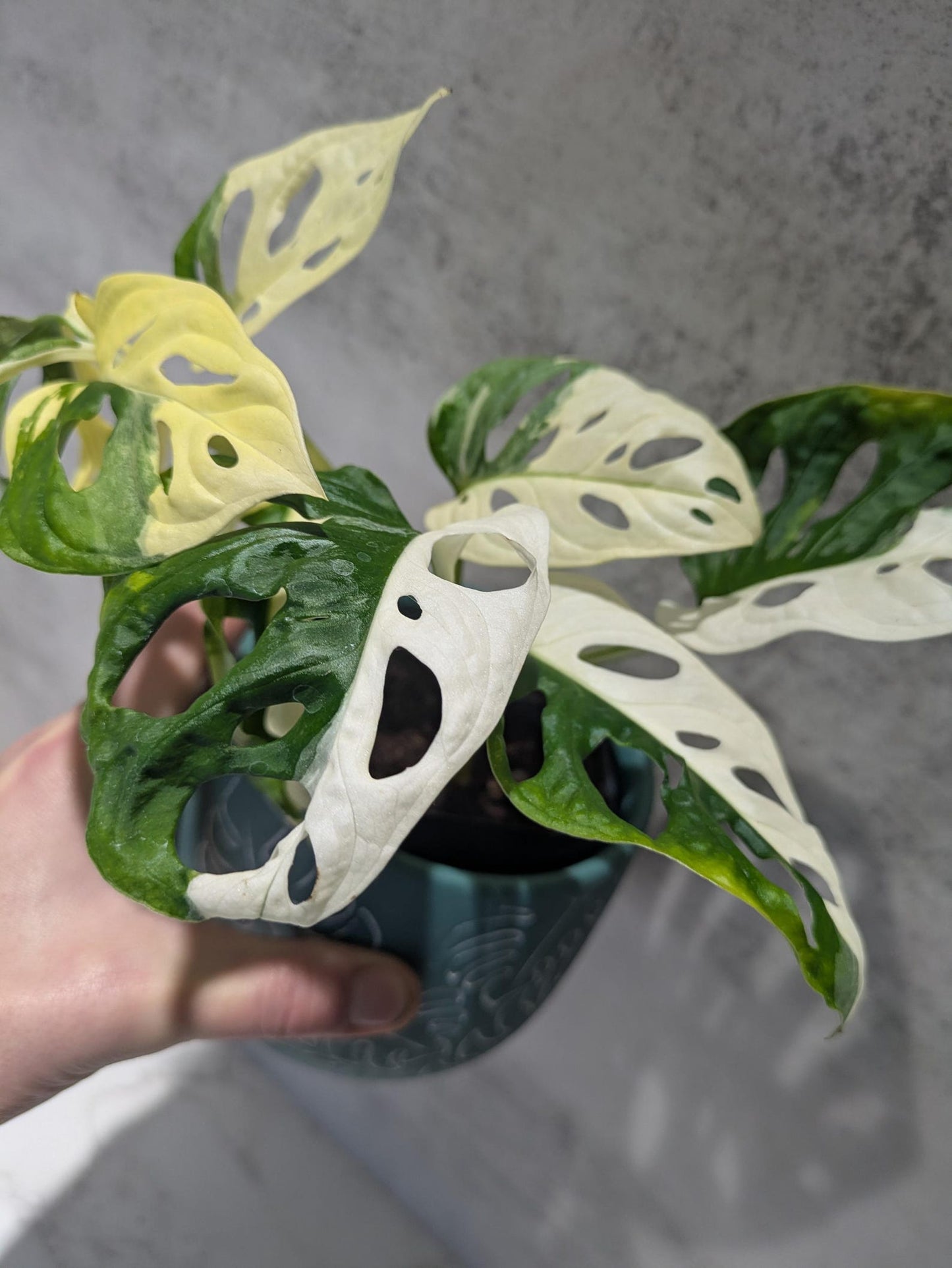 Monstera Adansonii Albo Super RARE Variegated Japanese Tricolor  Best Rate Cutting or Rooted Monstera Albo