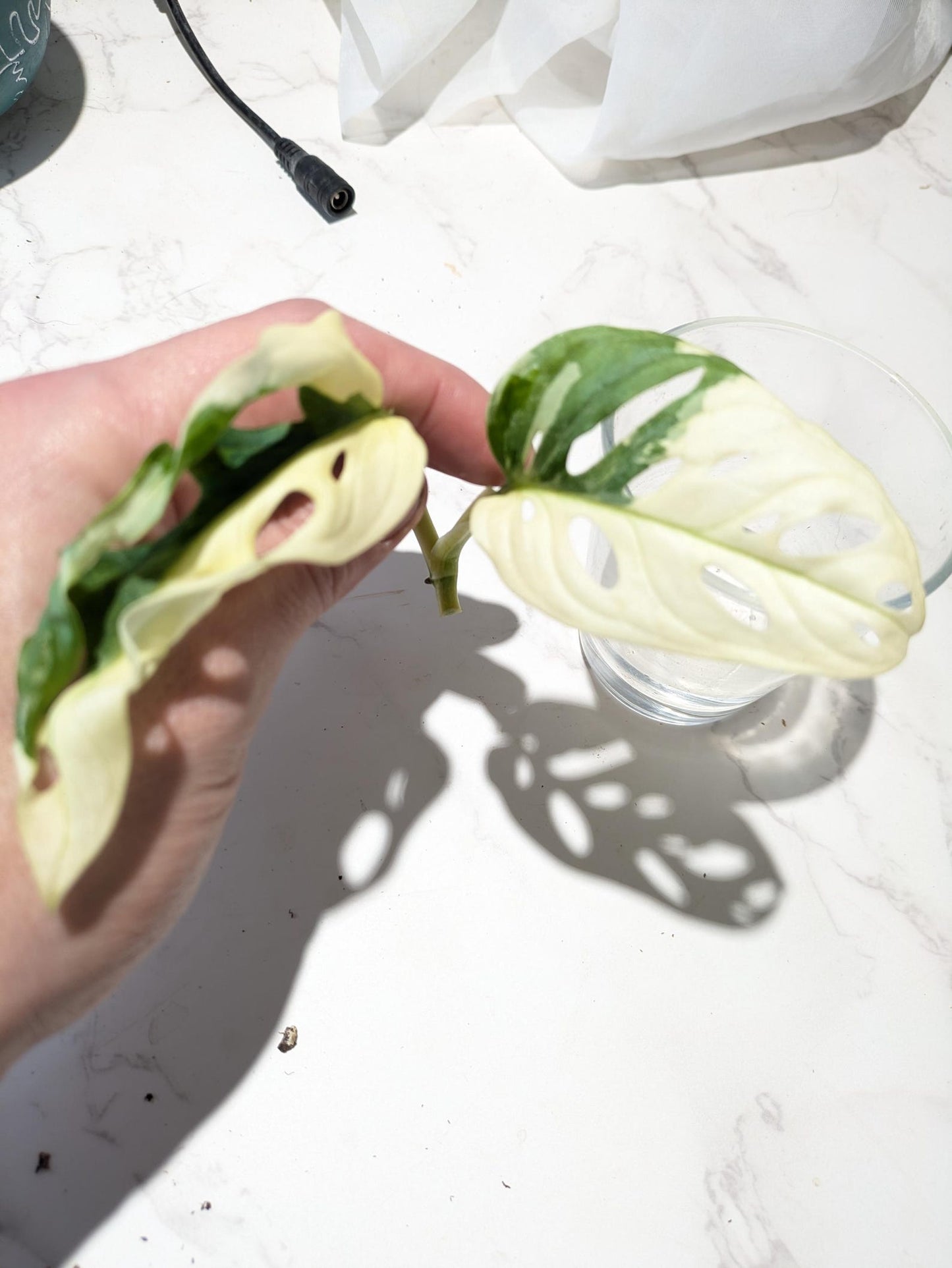 Monstera Adansonii Albo Super RARE Variegated Japanese Tricolor  Best Rate Cutting or Rooted Monstera Albo