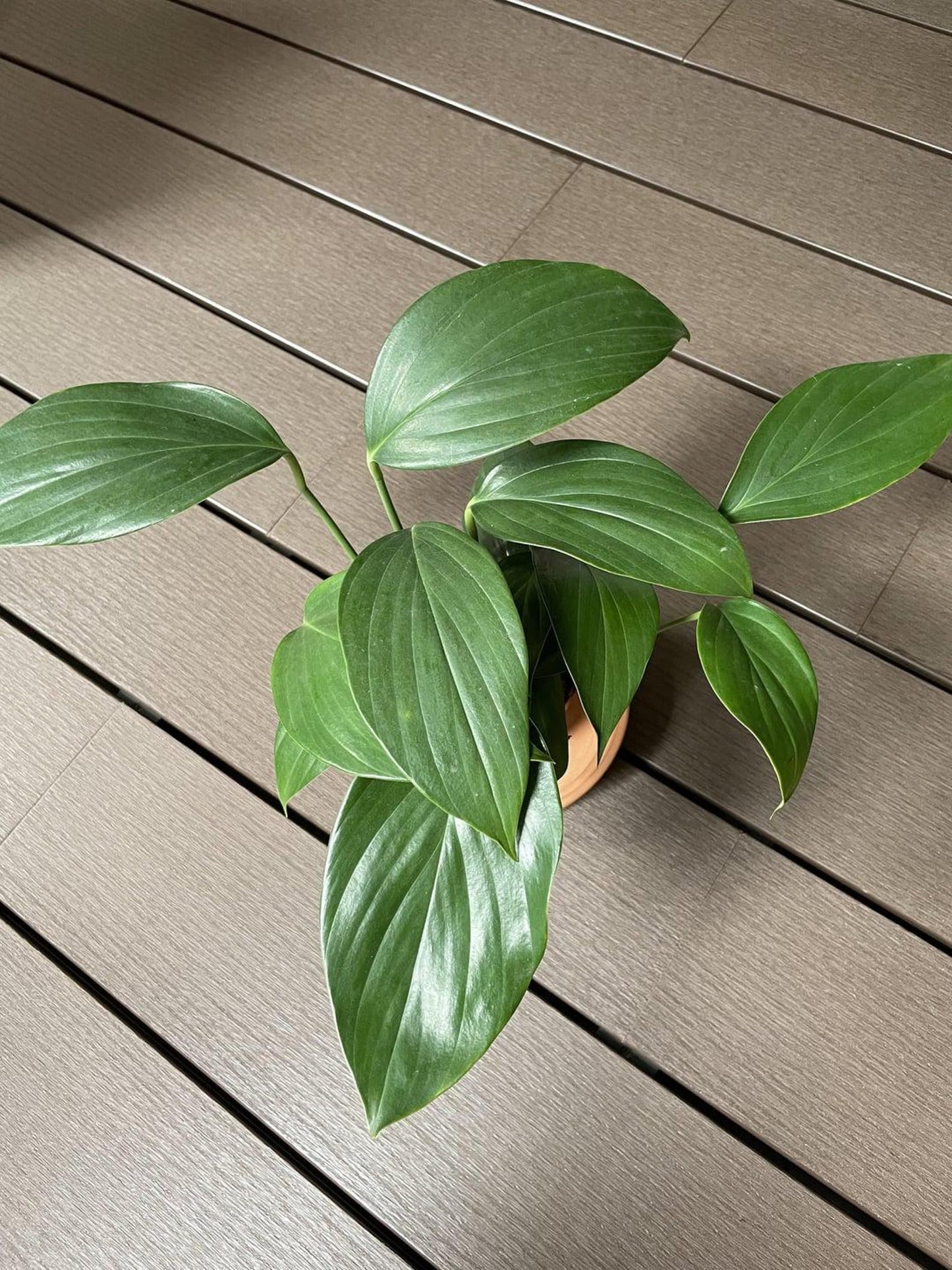 Dragon Tail Pothos 🌿 | Rare Tropical Vine | Fast Growing Indoor Plant | Easy Care Jungle Vibes