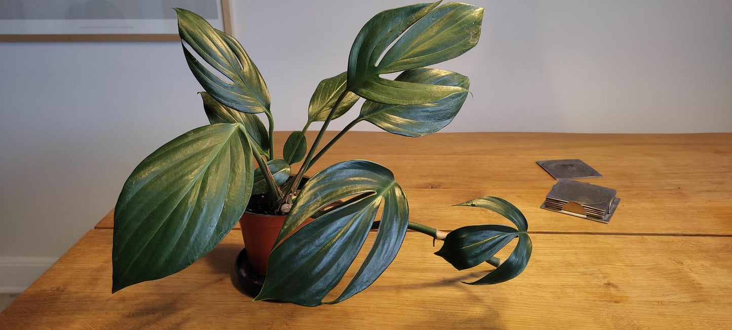 Dragon Tail Pothos 🌿 | Rare Tropical Vine | Fast Growing Indoor Plant | Easy Care Jungle Vibes