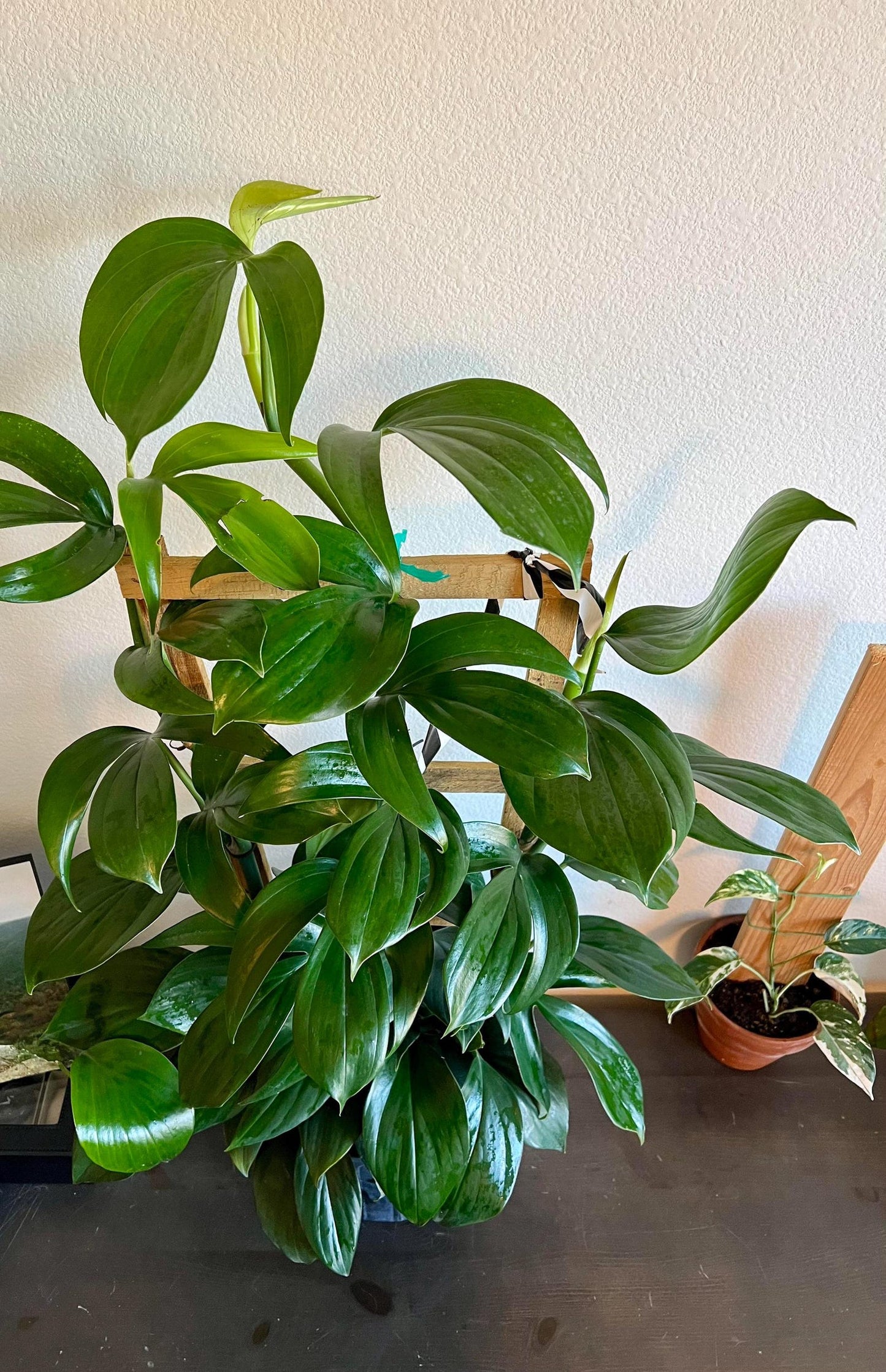 Dragon Tail Pothos 🌿 | Rare Tropical Vine | Fast Growing Indoor Plant | Easy Care Jungle Vibes
