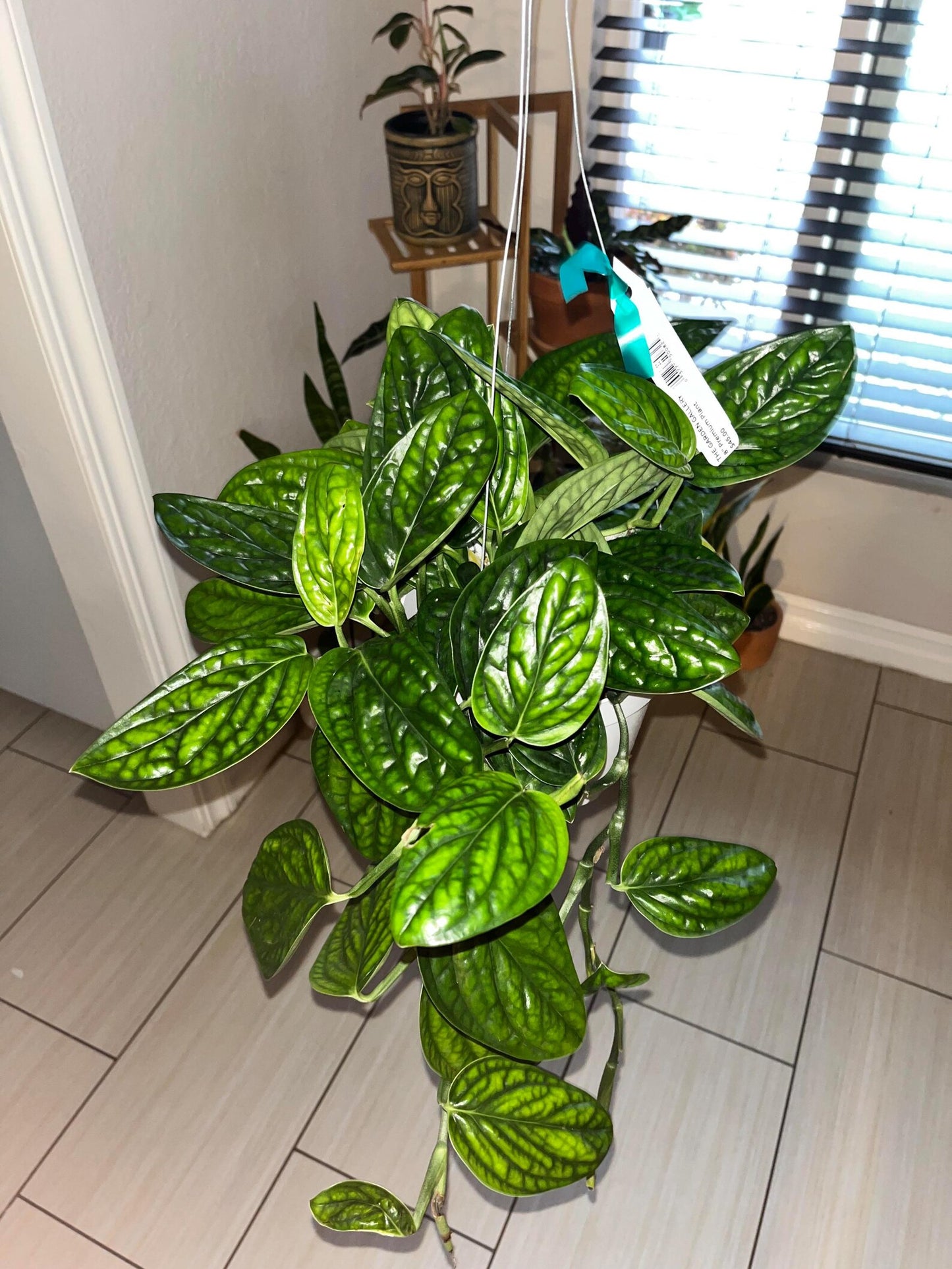 Buy Monstera sp. Peru – Rare Textured Leaf Aroid for Indoors Cutting or Rooted Starter