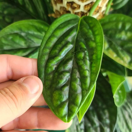 Buy Monstera sp. Peru – Rare Textured Leaf Aroid for Indoors Cutting or Rooted Starter