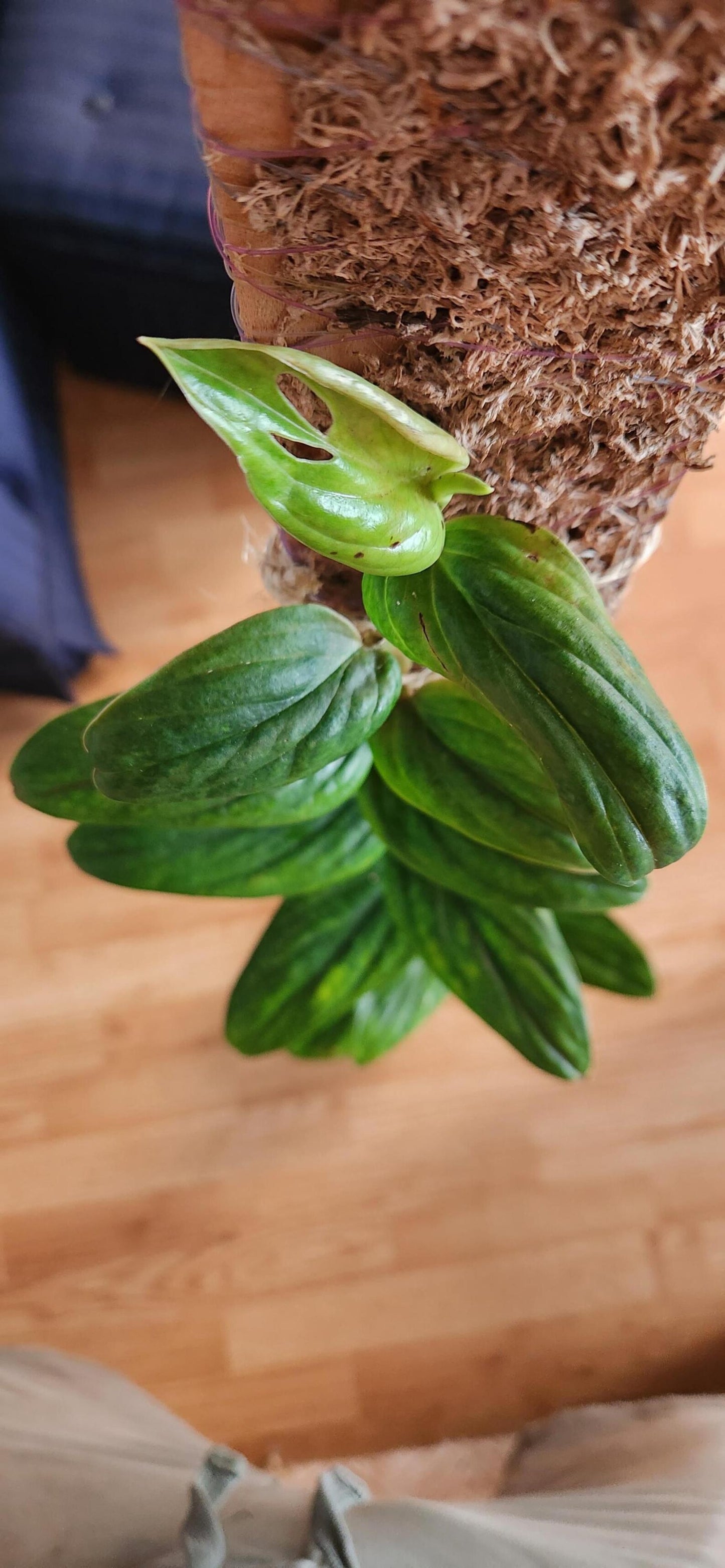 Buy Monstera sp. Peru – Rare Textured Leaf Aroid for Indoors Cutting or Rooted Starter