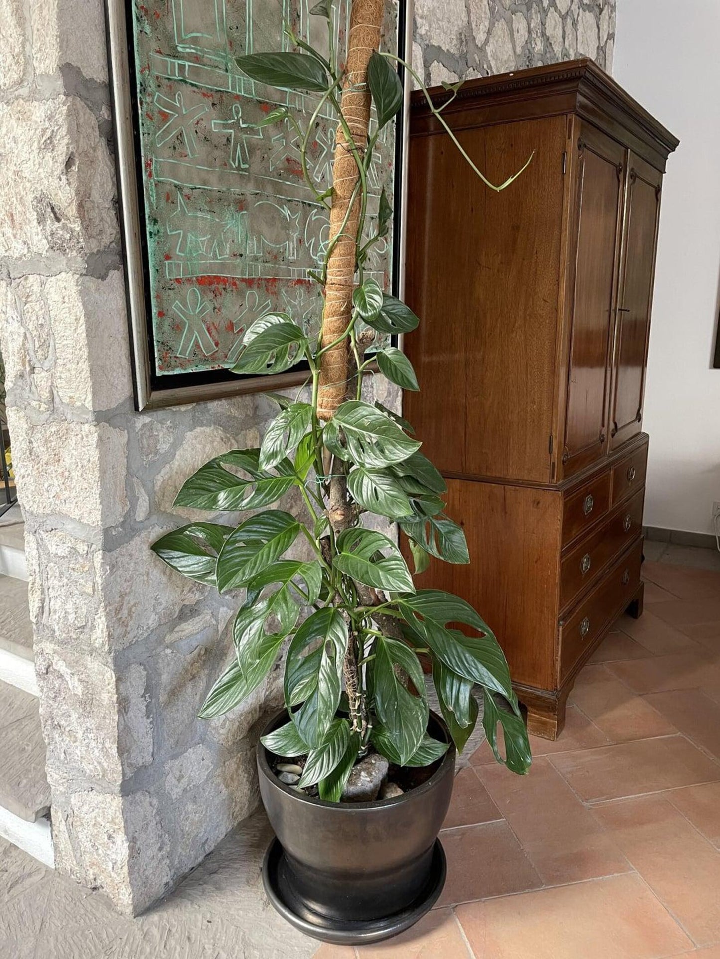 Buy Monstera sp. Peru – Rare Textured Leaf Aroid for Indoors Cutting or Rooted Starter