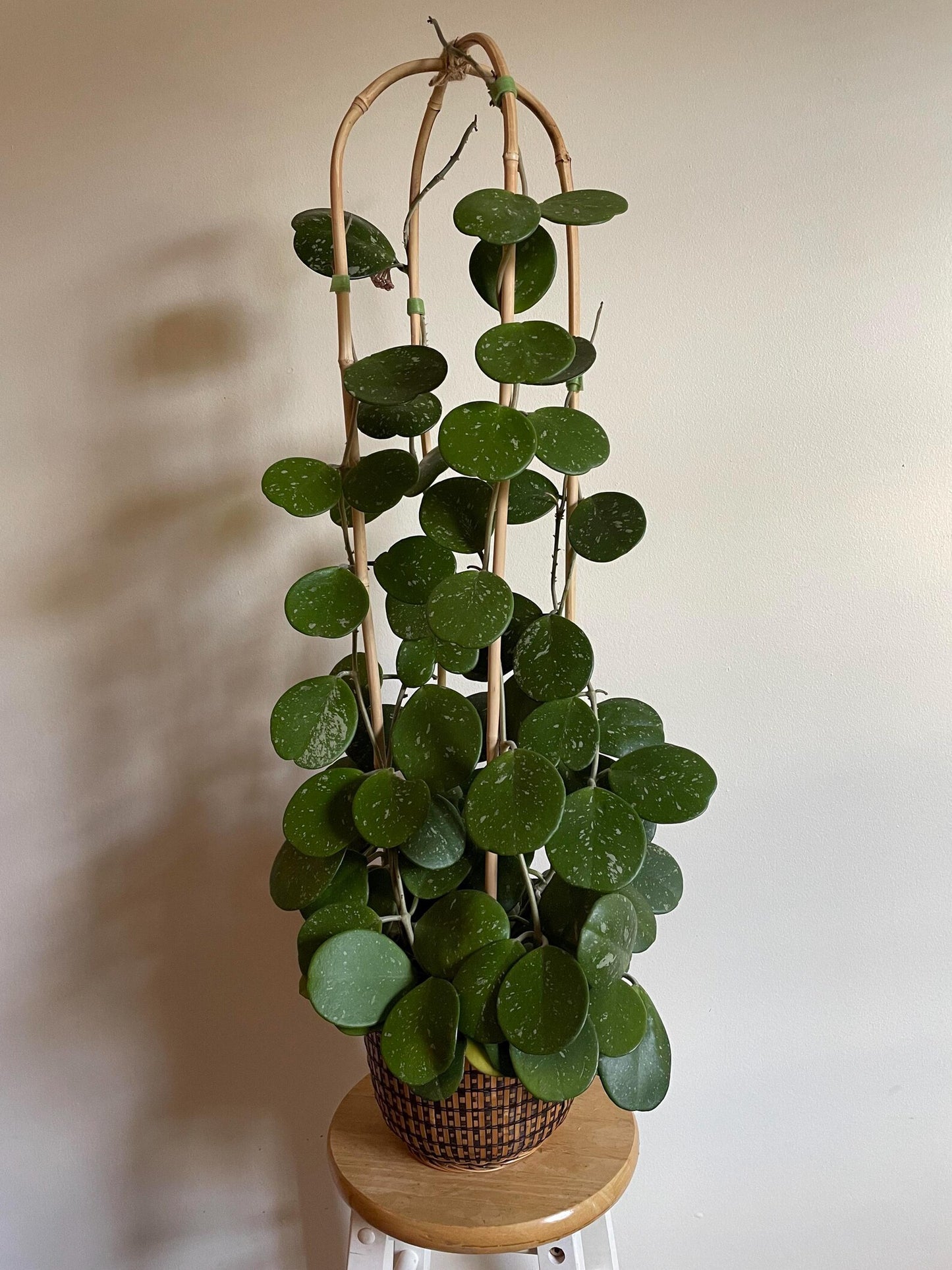 Hoya Obovata — A Splashy, Easy-Care Favorite - Cuttings or Starter Hoya House Plant