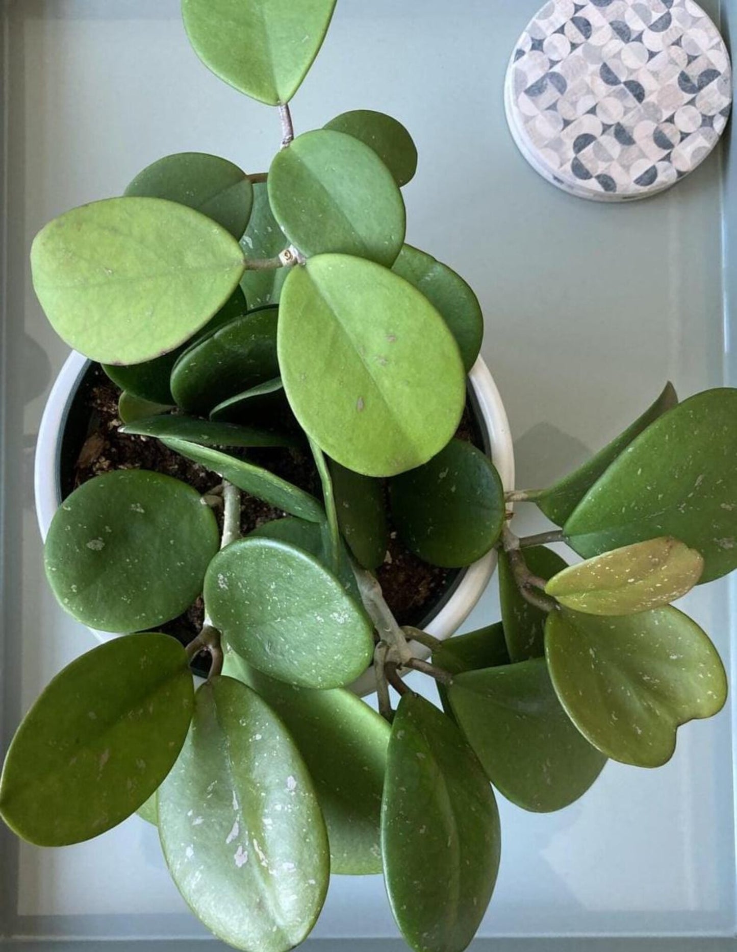 Hoya Obovata — A Splashy, Easy-Care Favorite - Cuttings or Starter Hoya House Plant