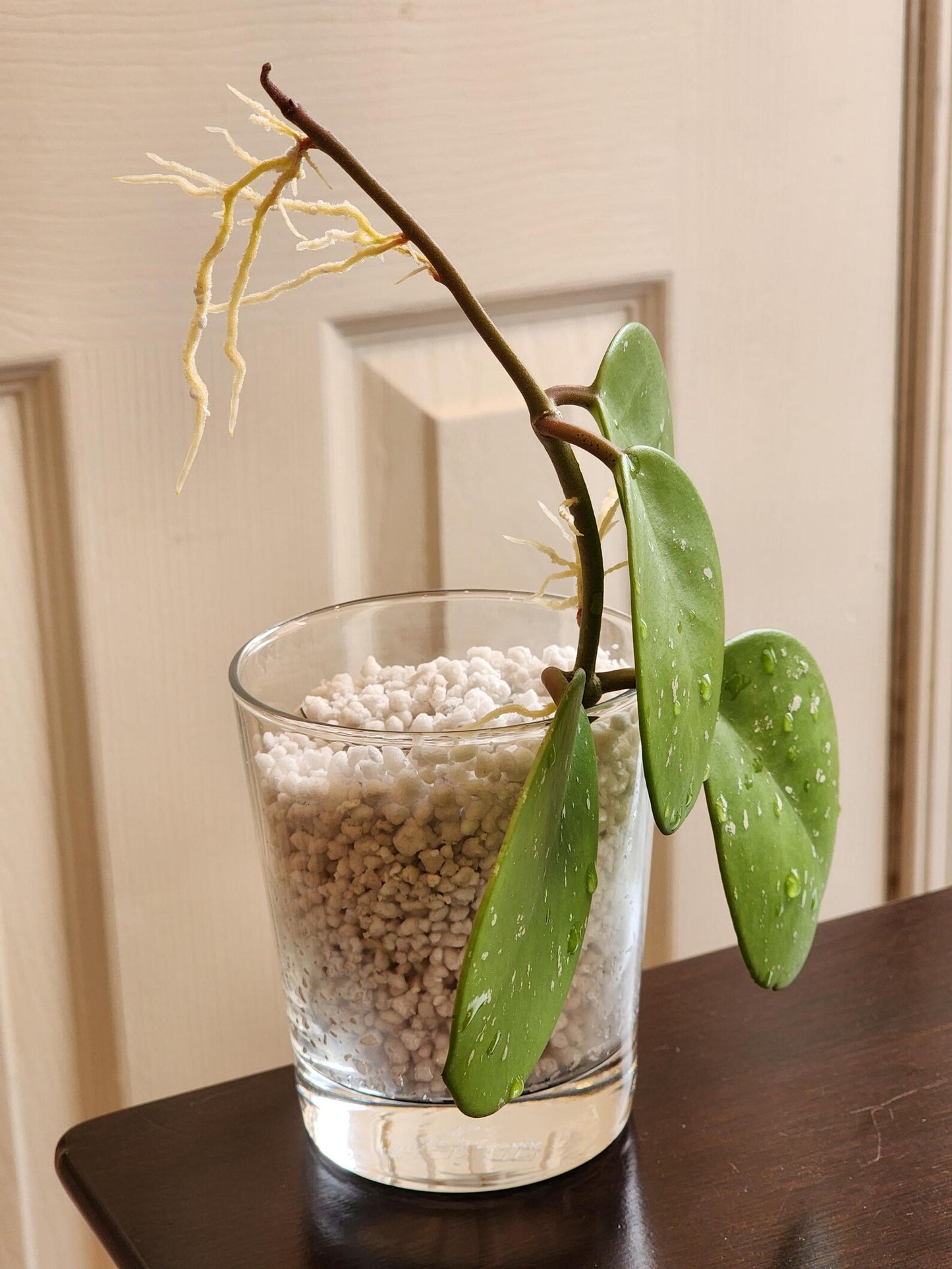Hoya Obovata — A Splashy, Easy-Care Favorite - Cuttings or Starter Hoya House Plant