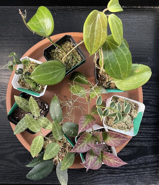 Hoya Wax Plant Cuttings Mystery Box Common/Popular & Rare/Uncommon - Surprise Bundle of Leaf Node Cuttings/Clippings