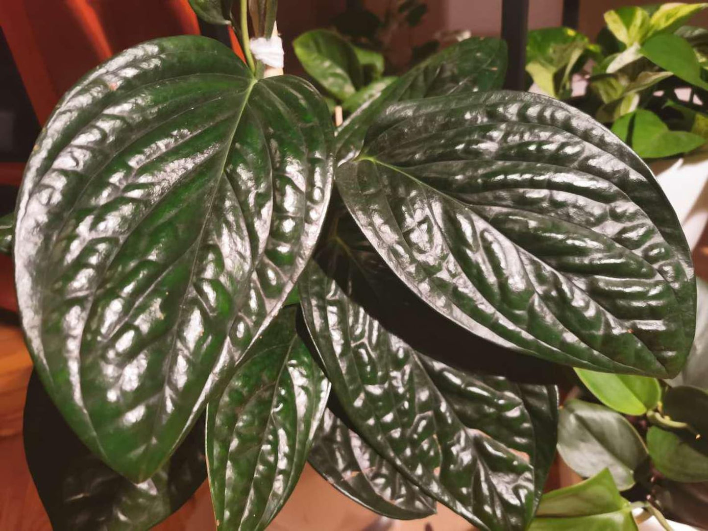 Buy Monstera sp. Peru – Rare Textured Leaf Aroid for Indoors Cutting or Rooted Starter