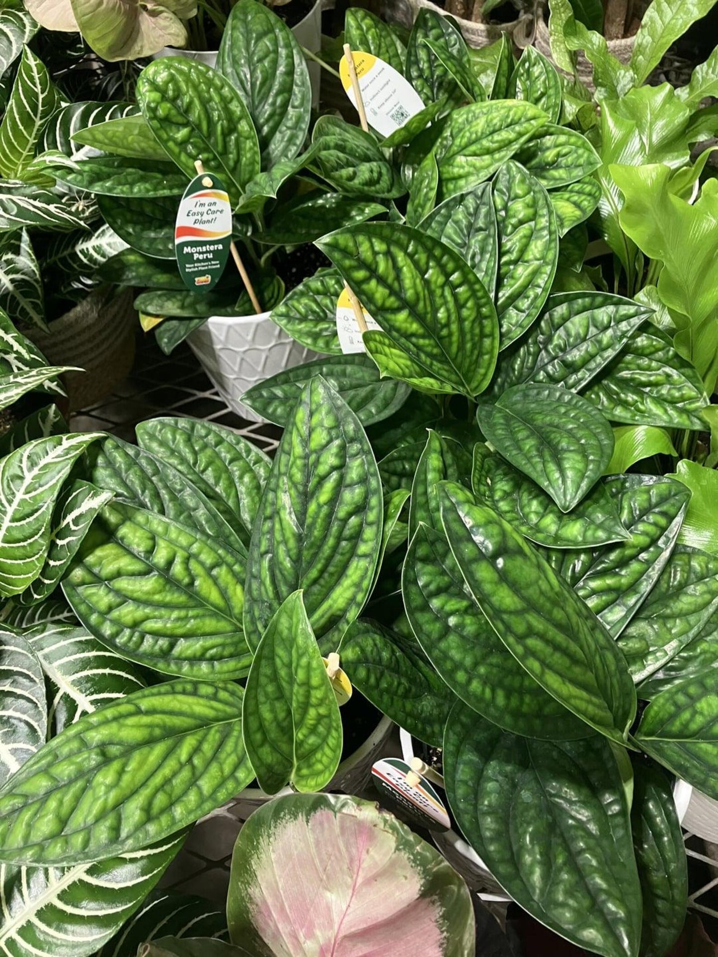 Buy Monstera sp. Peru – Rare Textured Leaf Aroid for Indoors Cutting or Rooted Starter