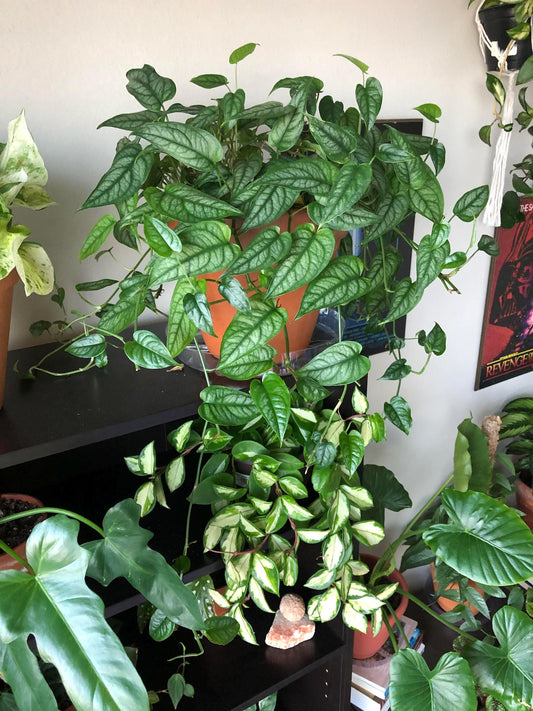 Monstera Siltepecana Cool Monstera Textured Plant Smaller Leaf, Cuttings or Rooted Plants