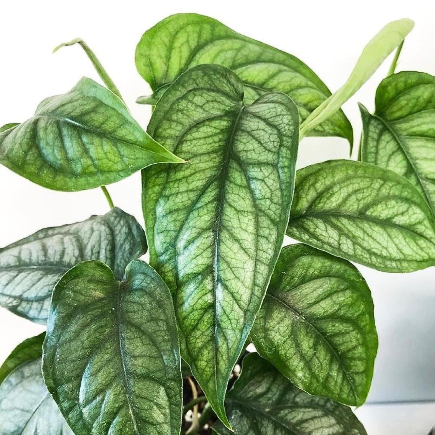 Monstera Siltepecana Cool Monstera Textured Plant Smaller Leaf, Cuttings or Rooted Plants