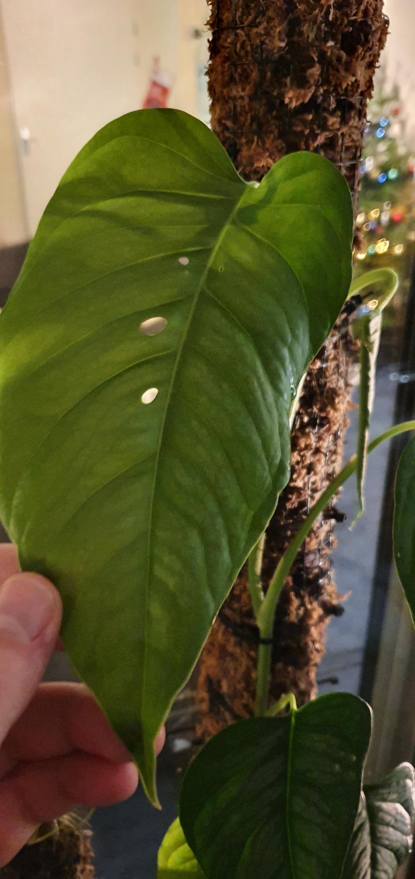 Monstera Siltepecana Cool Monstera Textured Plant Smaller Leaf, Cuttings or Rooted Plants