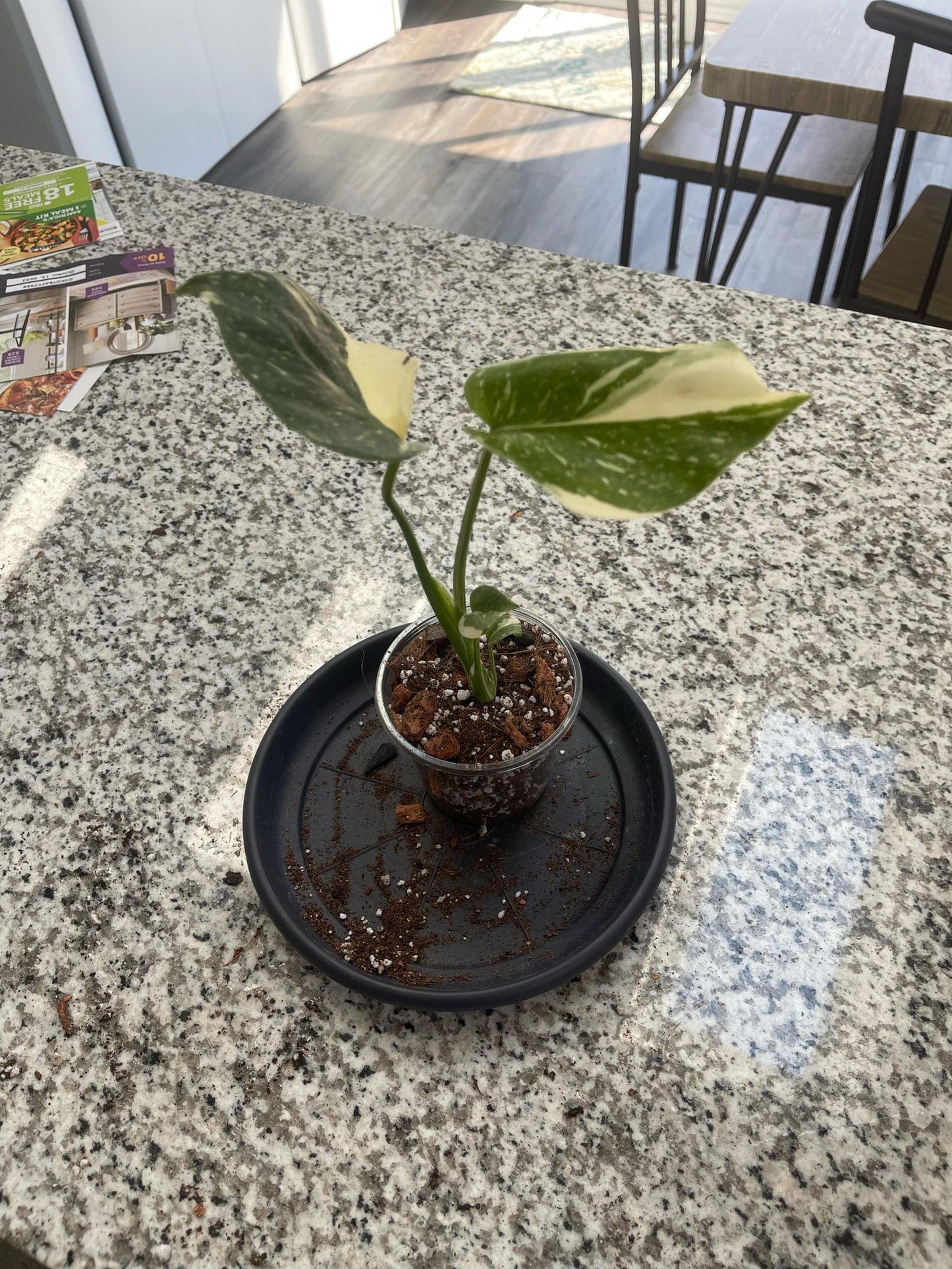 Monstera Thai Constellation Cuttings and Rooted Starters Mature and baby plants