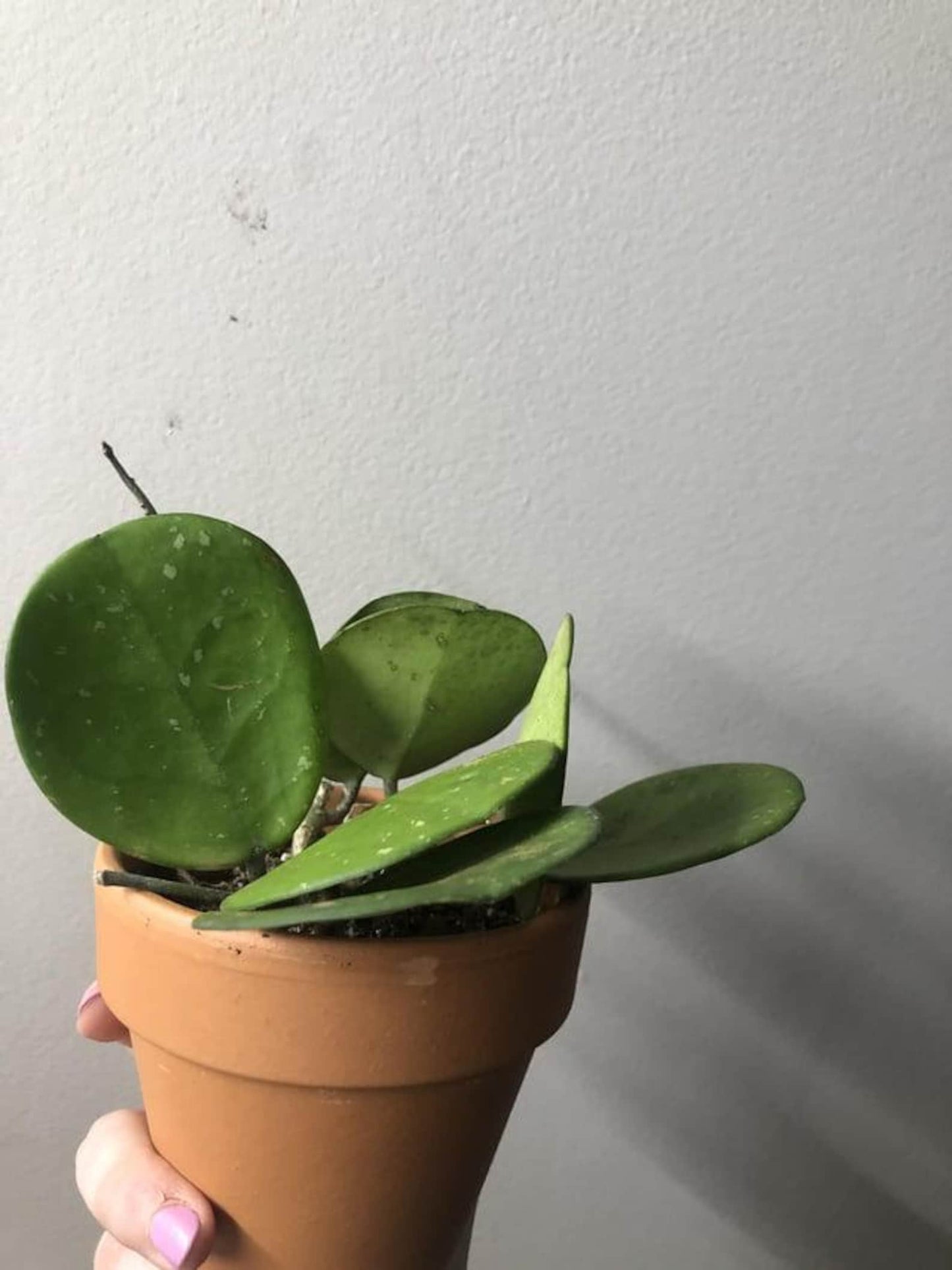 Hoya Obovata Splash | Rare Wax Plant with Silver Flecked Foliage