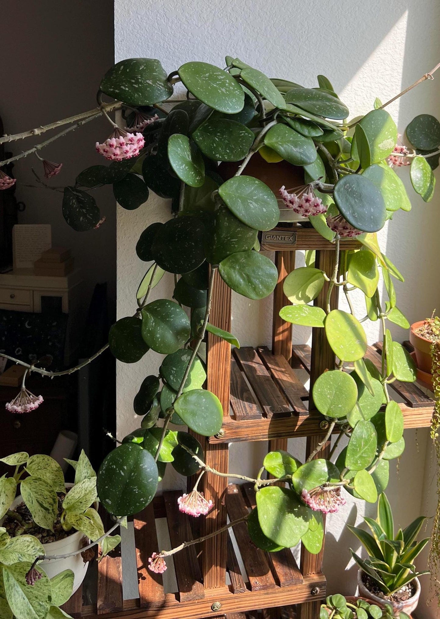 Hoya Obovata Splash | Rare Wax Plant with Silver Flecked Foliage