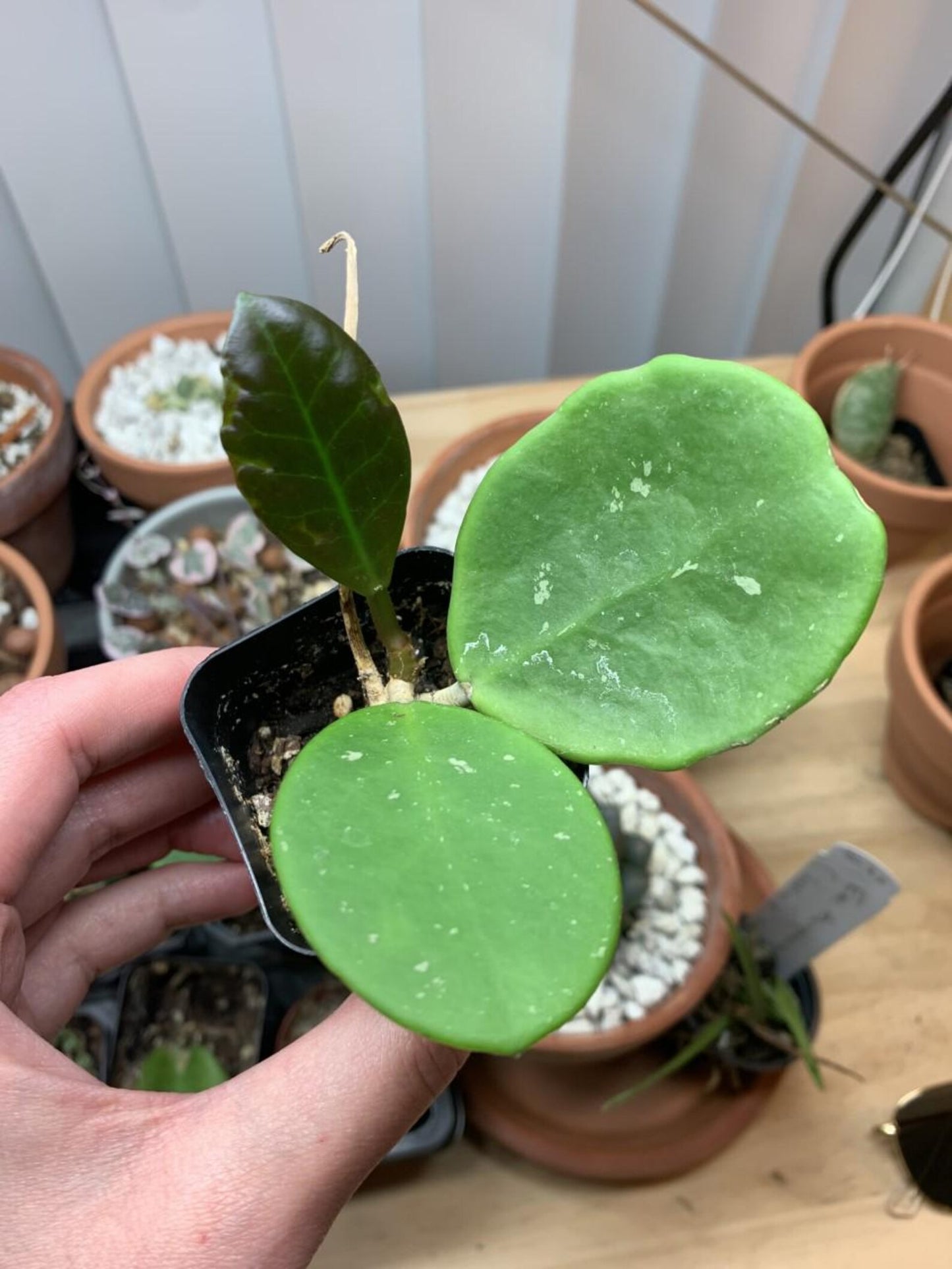 Hoya Obovata Splash | Rare Wax Plant with Silver Flecked Foliage