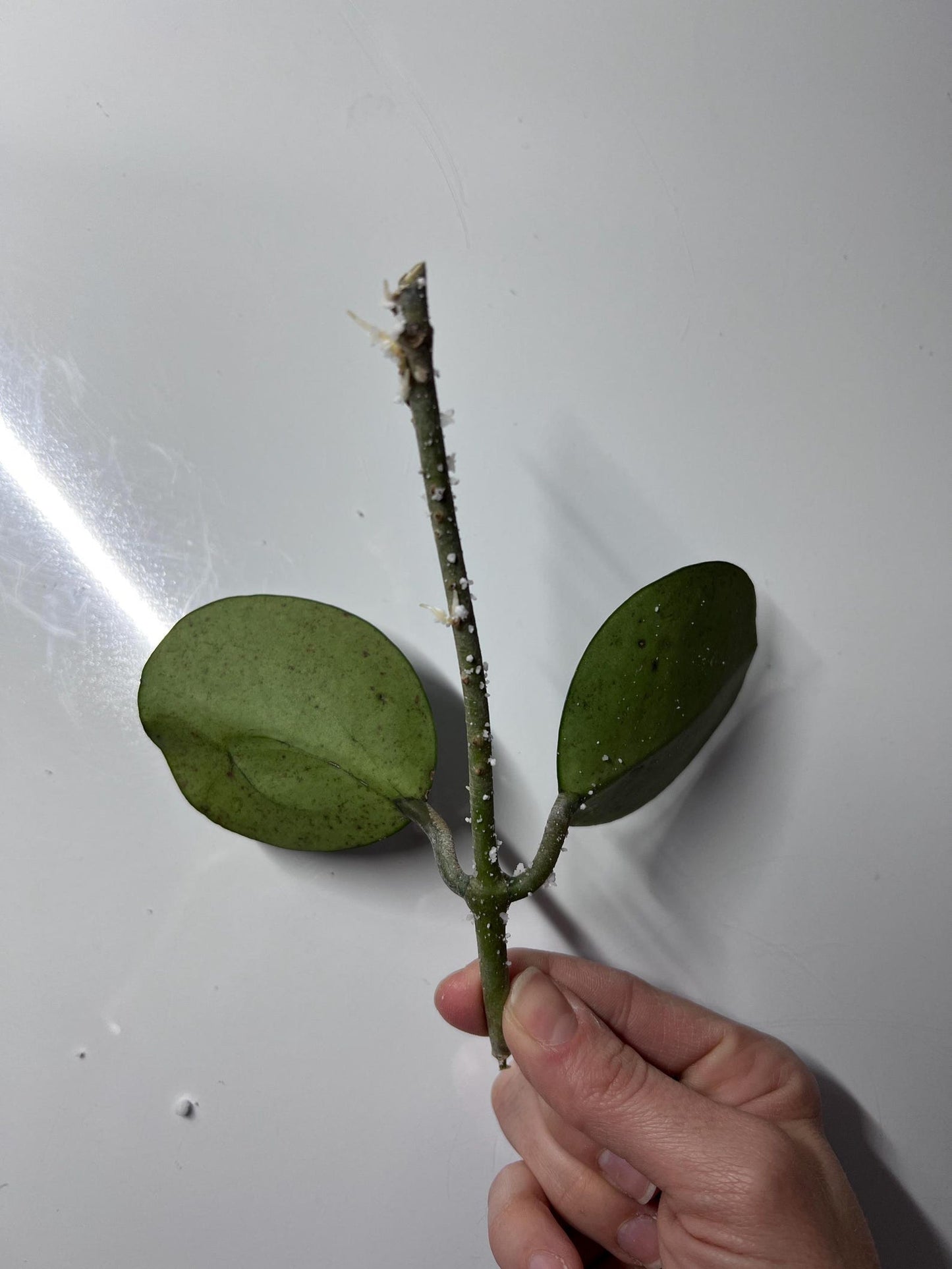 Hoya Obovata Splash | Rare Wax Plant with Silver Flecked Foliage