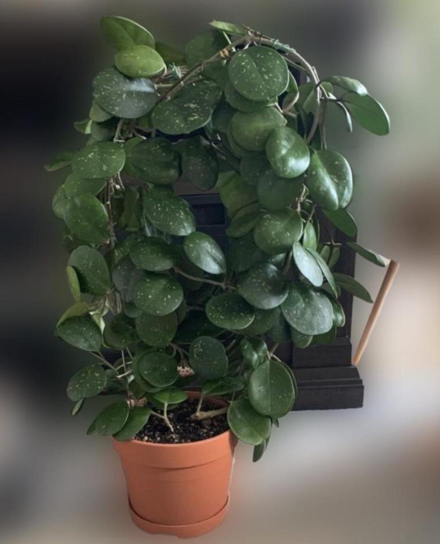 Hoya Obovata Splash | Rare Wax Plant with Silver Flecked Foliage