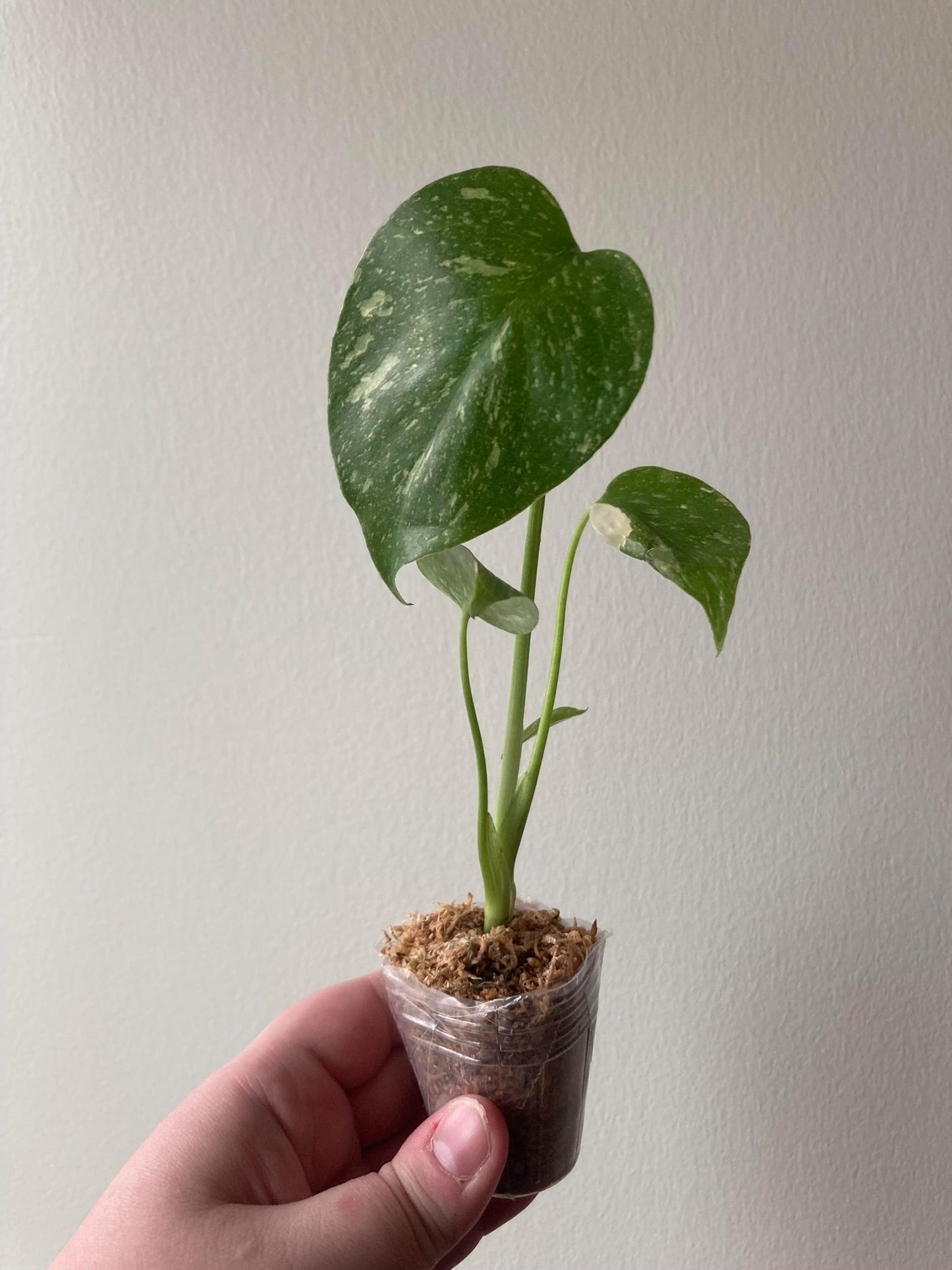 Monstera Thai Constellation Cuttings and Rooted Starters Mature and baby plants