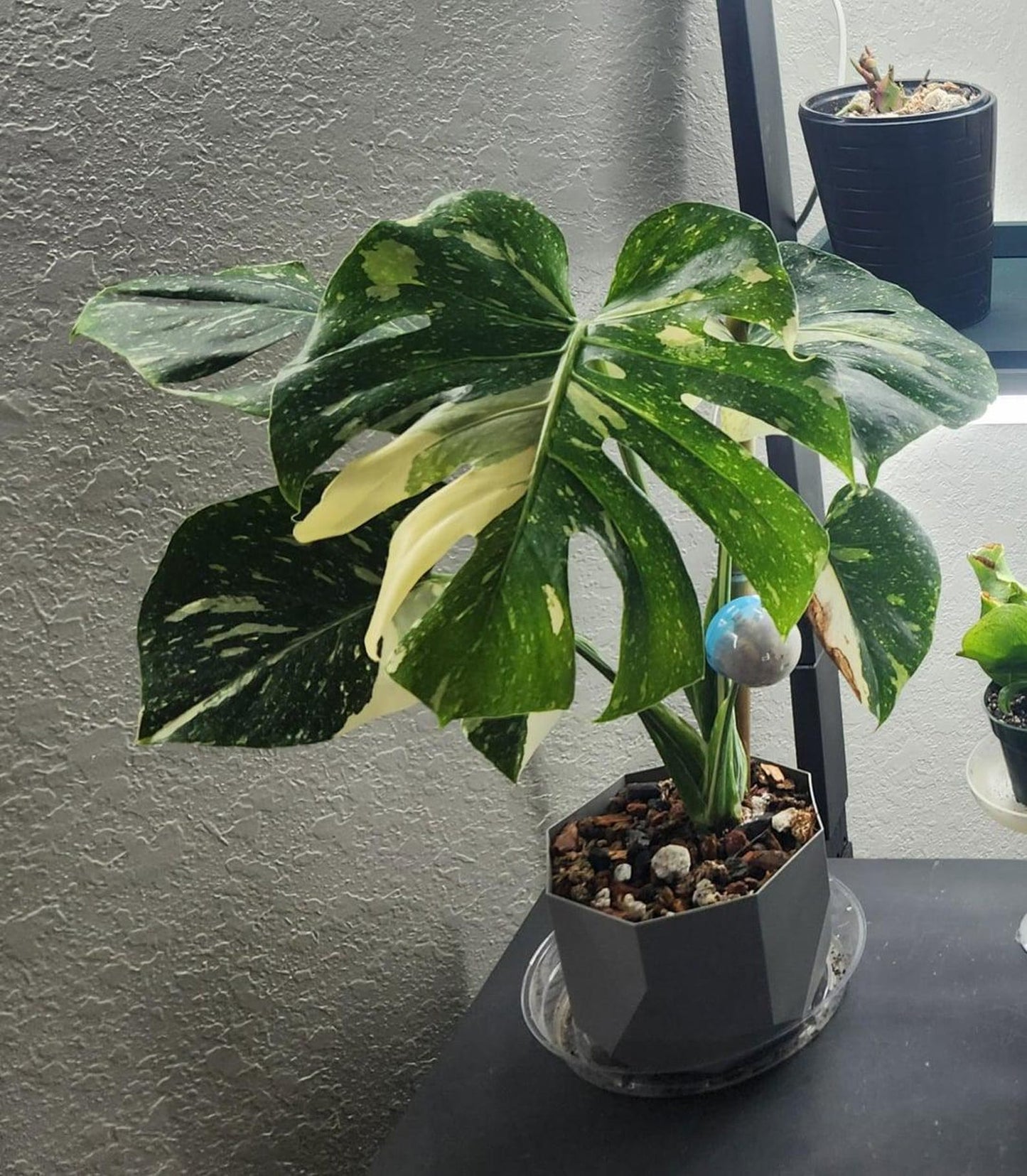 Monstera Thai Constellation Cuttings and Rooted Starters Mature and baby plants