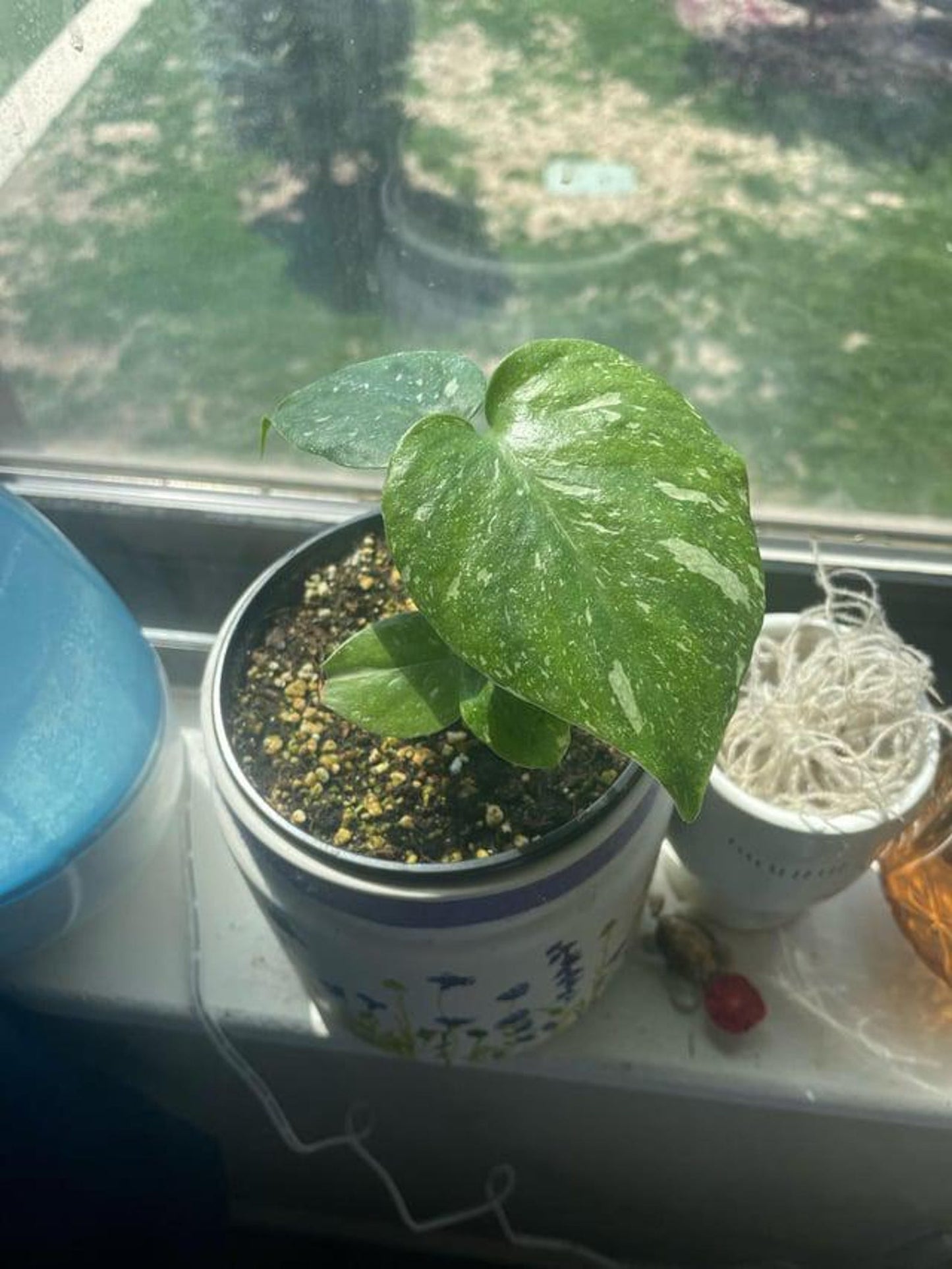 Monstera Thai Constellation Cuttings and Rooted Starters Mature and baby plants