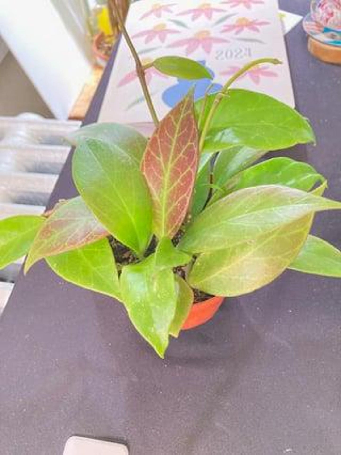 Hoya Sunrise Rare Uncommon Hoya turns red in sun and great texture Cuttings or Rooted Starters