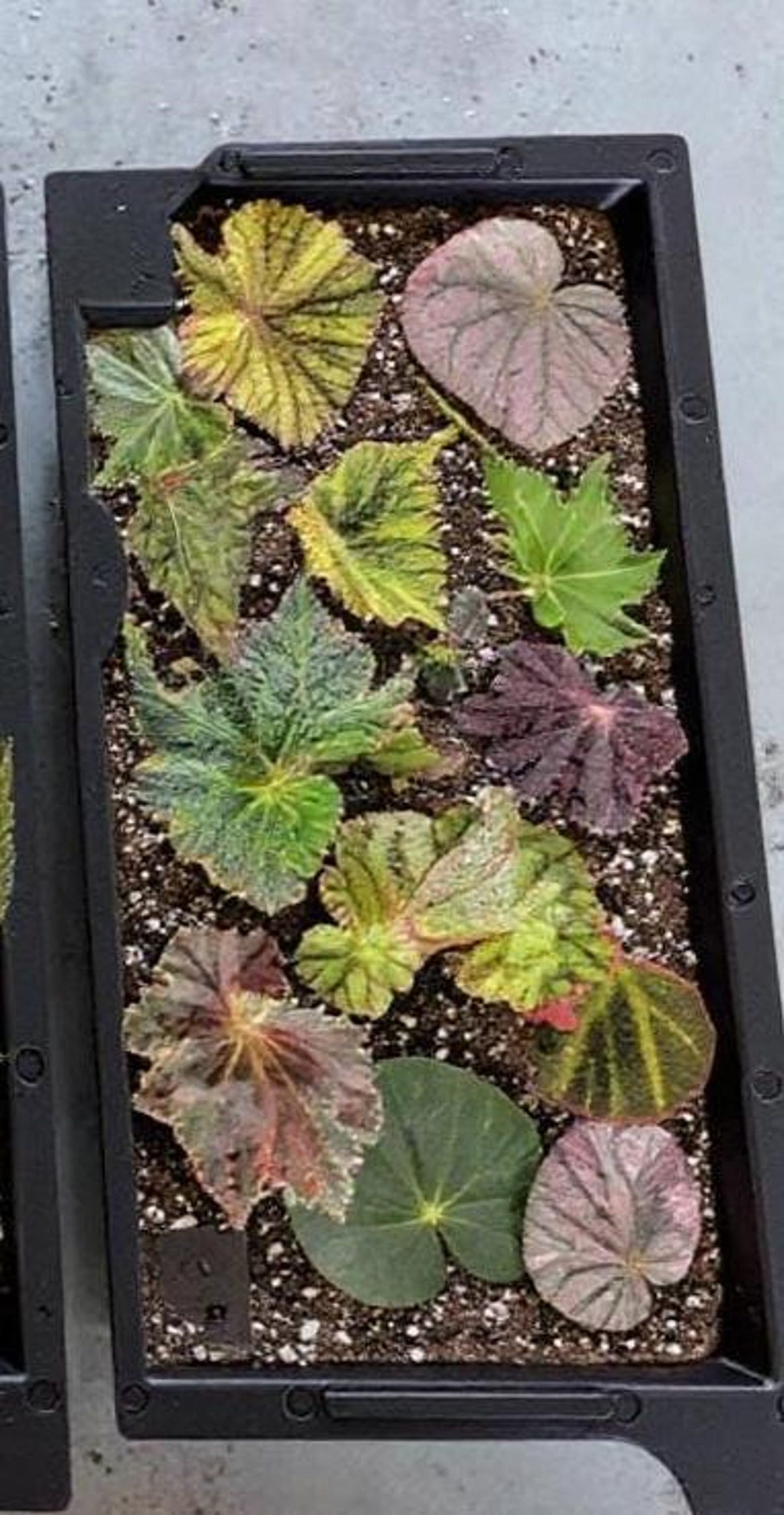Begonia Mystery Box Surprise Plant Box Single Stem Leaf Cutting Clipping Leaf Common/Popular or Rare/Uncommon