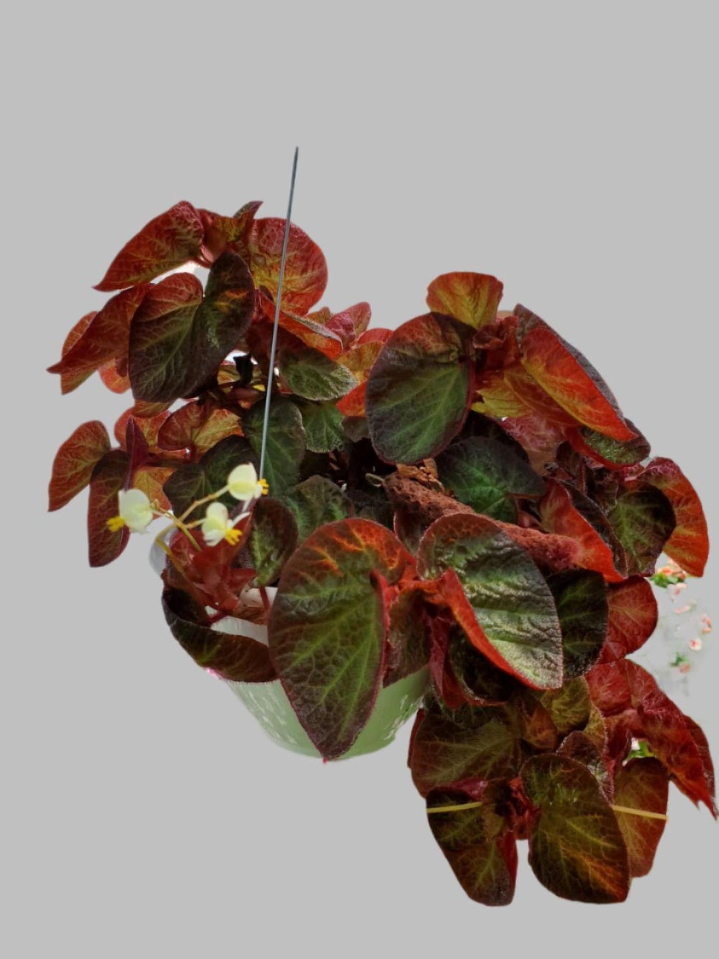 Begonia Manaus Exotic Beauty from the Tropics Rhizomatous Begonia  Cuttings & Rooted Starters