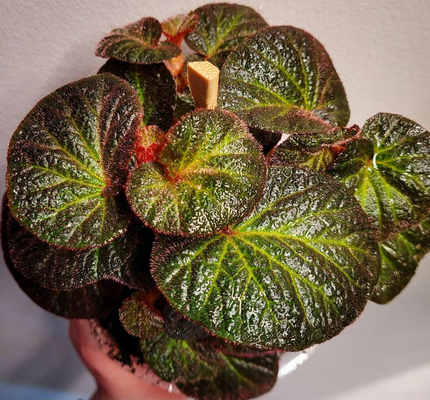 Begonia Manaus Exotic Beauty from the Tropics Rhizomatous Begonia  Cuttings & Rooted Starters