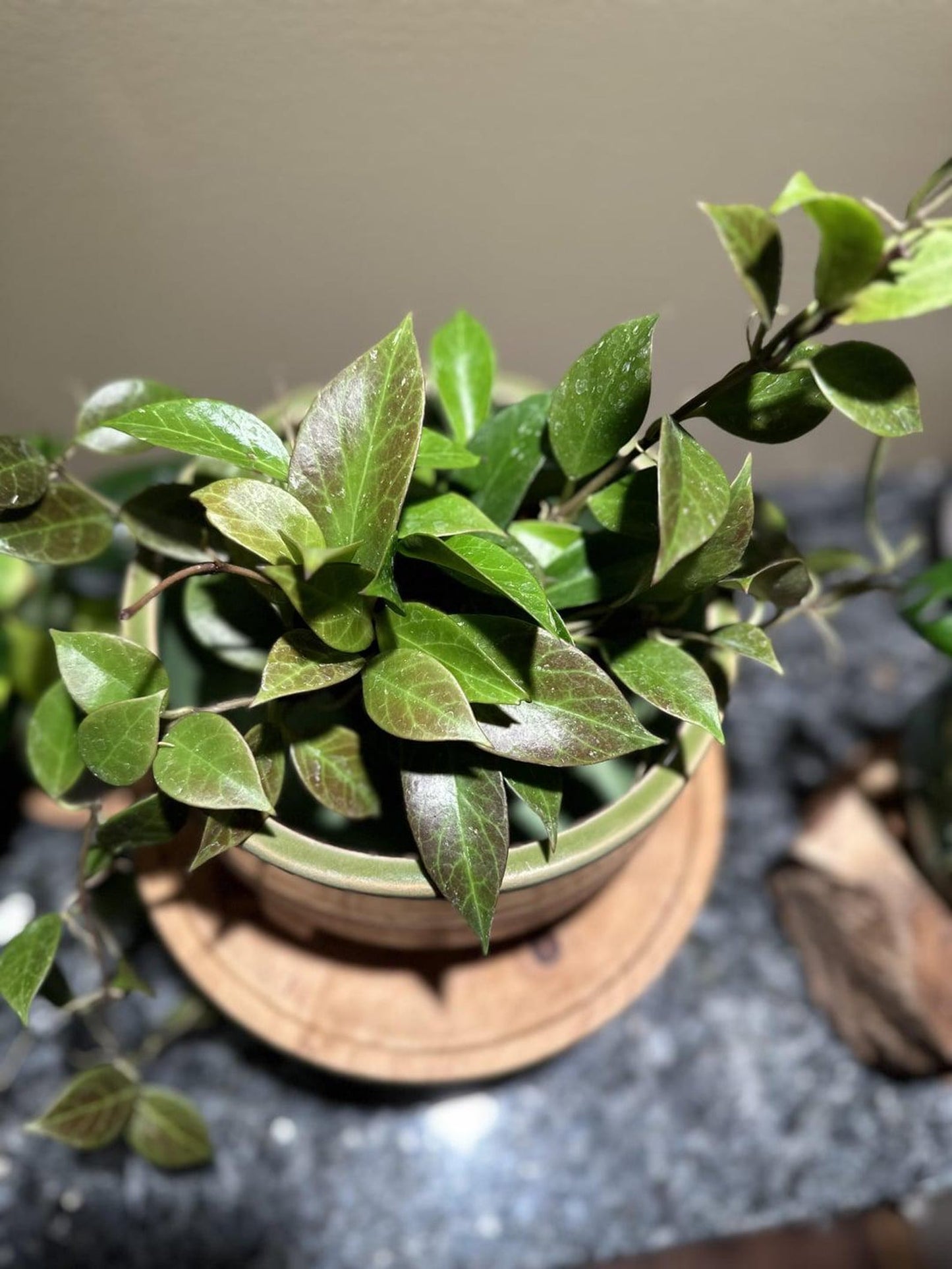 Rare Hoya Sunrise – Sun-Stressed Red Foliage – Fragrant Wax Plant
