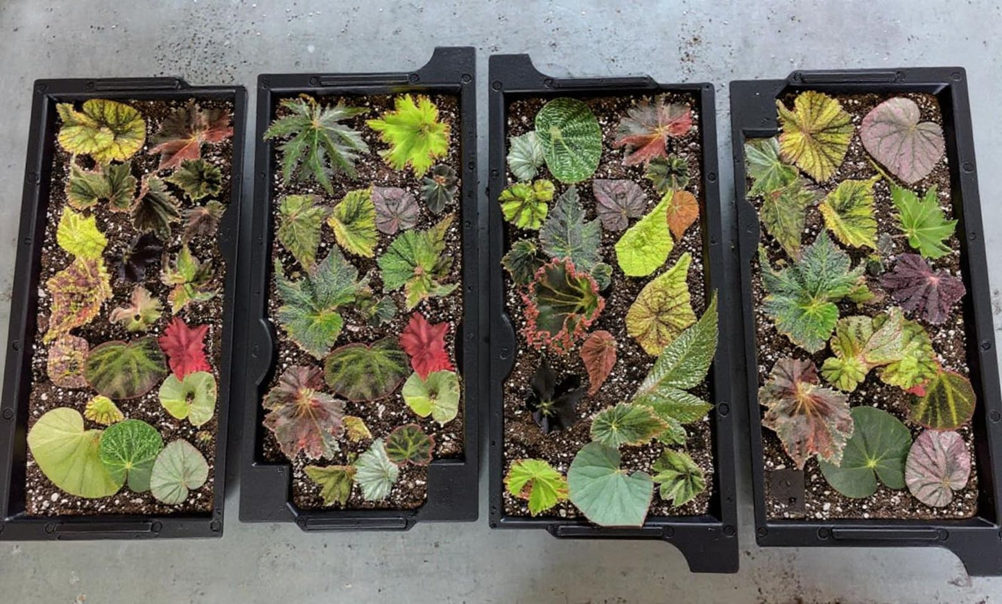 Begonia Mystery Box Surprise Plant Box Single Stem Leaf Cutting Clipping Leaf Common/Popular or Rare/Uncommon