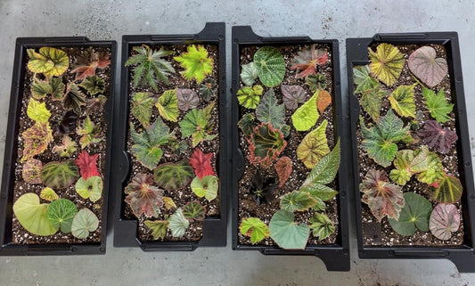 Begonia Mystery Box Surprise Plant Box Single Stem Leaf Cutting Clipping Leaf Common/Popular or Rare/Uncommon