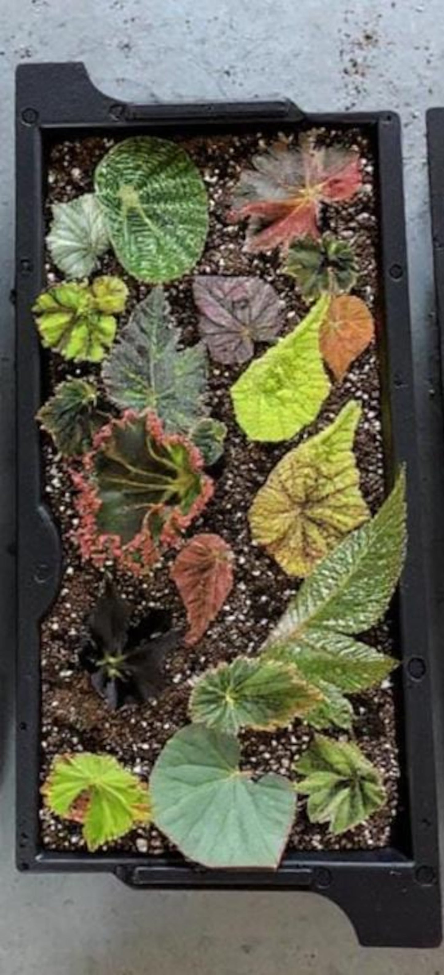 Begonia Leaf Cuttings Mystery Box Surprise Box Propagation Leaf Cuttings