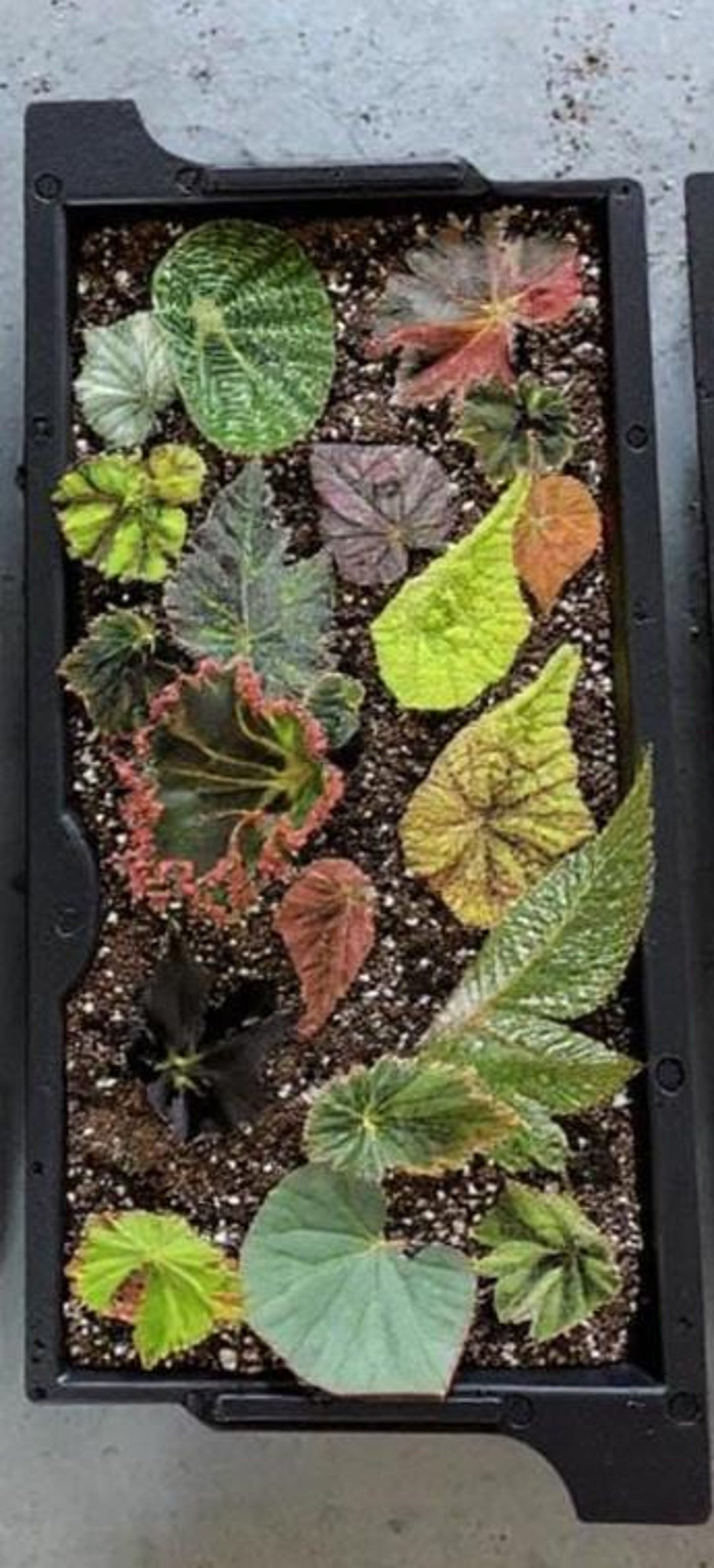 Begonia Mystery Box Surprise Plant Box Single Stem Leaf Cutting Clipping Leaf Common/Popular or Rare/Uncommon