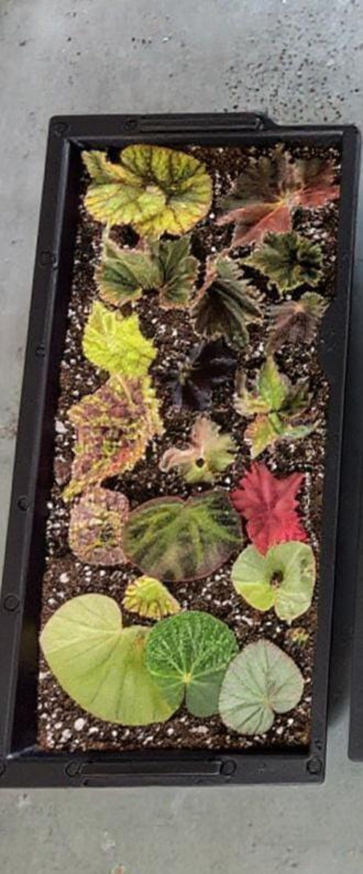 Begonia Mystery Box Surprise Plant Box Single Stem Leaf Cutting Clipping Leaf Common/Popular or Rare/Uncommon