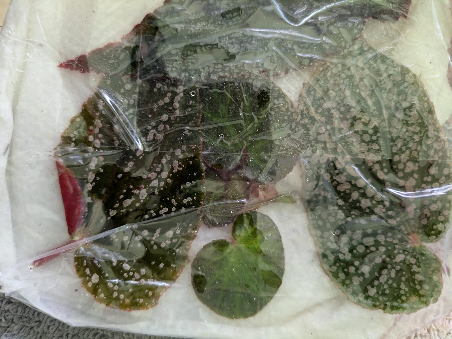 Begonia Leaf Cuttings Mystery Box Surprise Box Propagation Leaf Cuttings