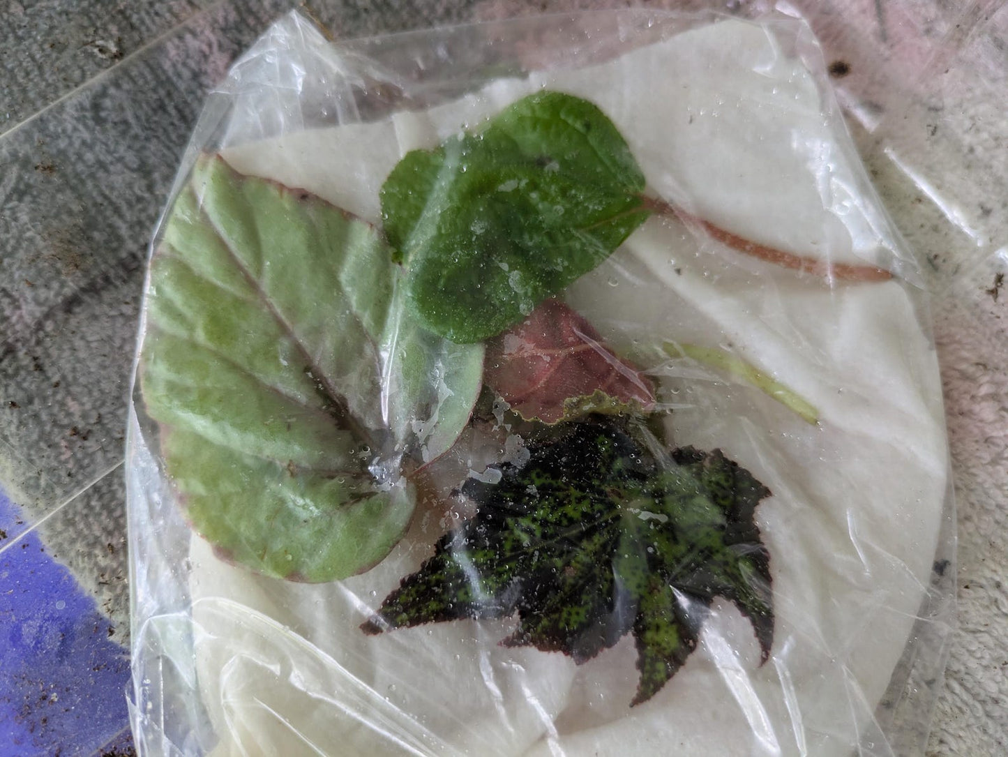 Begonia Leaf Cuttings Mystery Box Surprise Box Propagation Leaf Cuttings