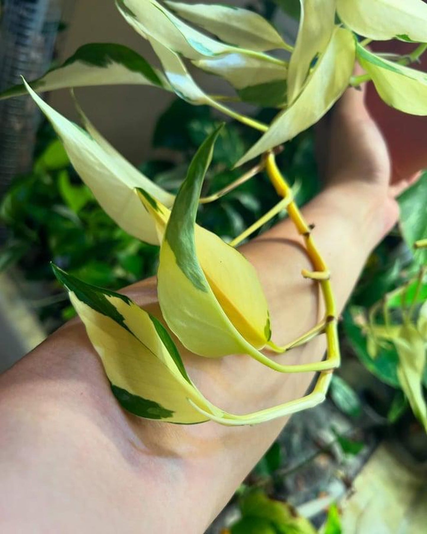Mutant Manjula a rare pothos with lots of white and elongated leaf