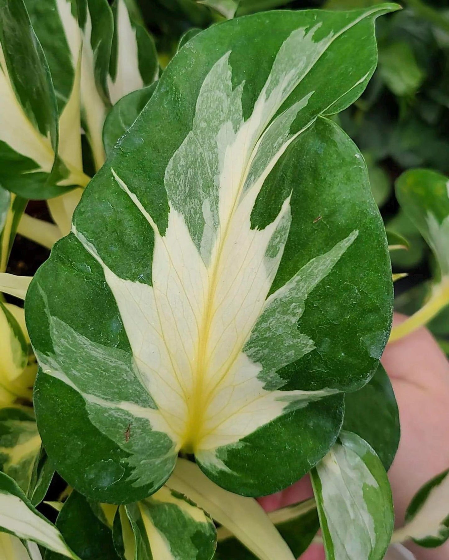 Mutant Manjula a rare pothos with lots of white and elongated leaf