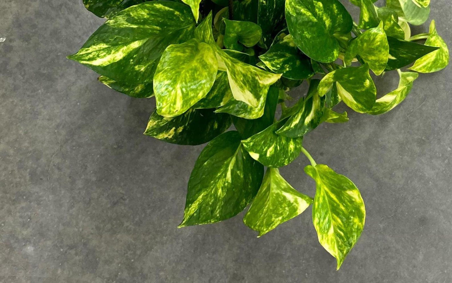 Fernando’s fire pothos RARE New Pothos More Variegation and Needs less light
