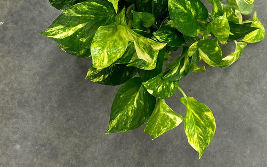 Fernando’s fire pothos RARE New Pothos More Variegation and Needs less light