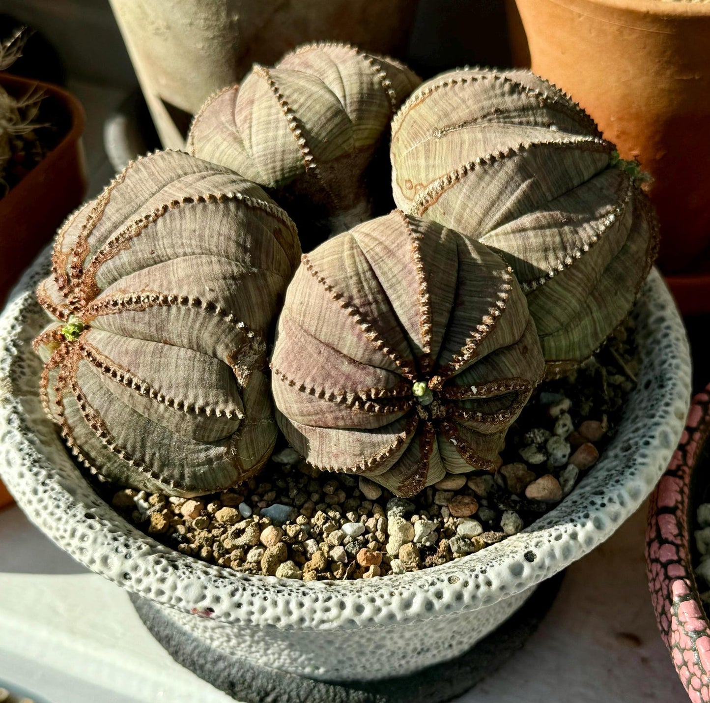 BASELBALL Cactus Euphorbia Obesa Super cool very round cactus about 2-3years old