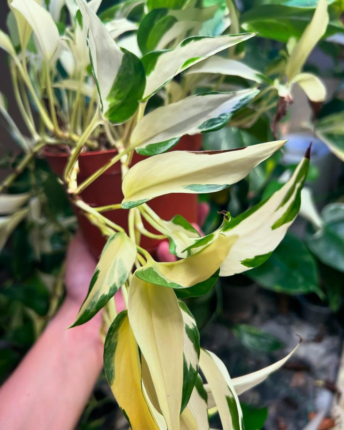 Mutant Manjula a rare pothos with lots of white and elongated leaf
