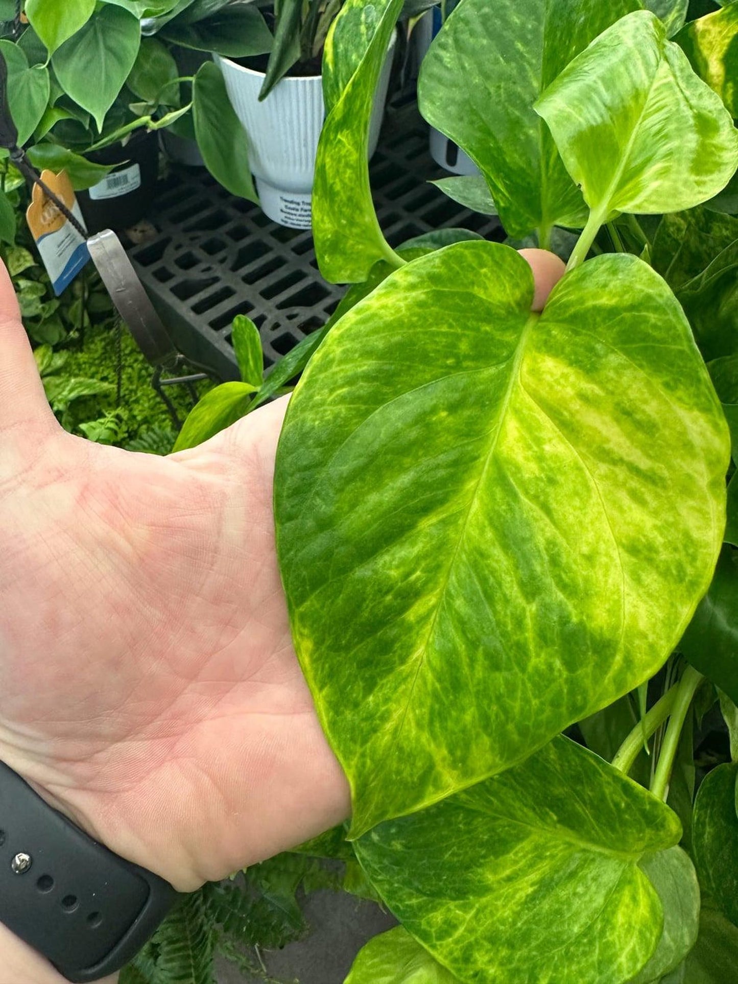 House Plant Cutting Mystery Surprise Box Get a box of fresh cut surprise to you cuttings