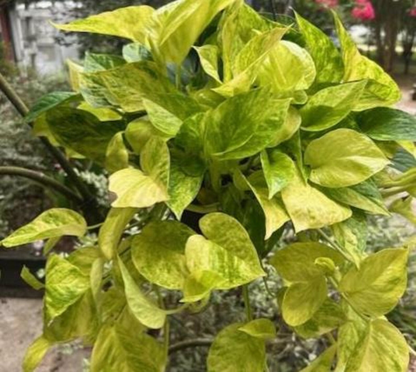 Fernando’s fire pothos RARE New Pothos More Variegation and Needs less light