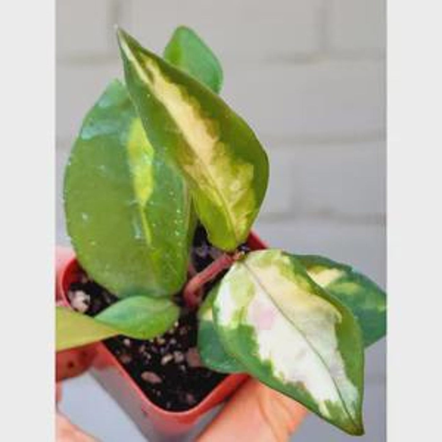 Live Hoya Princess Plant – Easy-Care Indoor Vining Houseplant – Perfect Gift for Plant Lovers