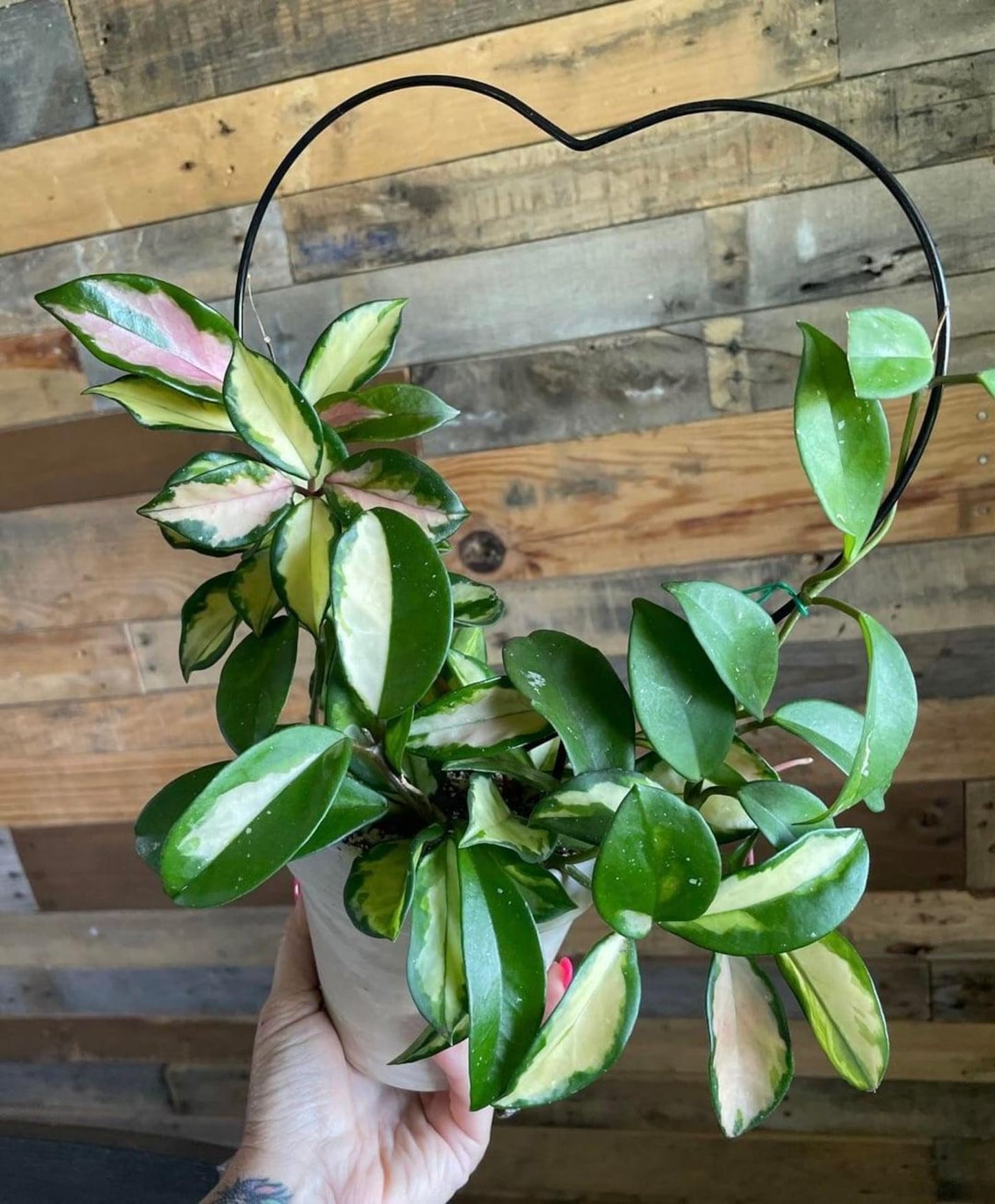 Live Hoya Princess Plant – Easy-Care Indoor Vining Houseplant – Perfect Gift for Plant Lovers